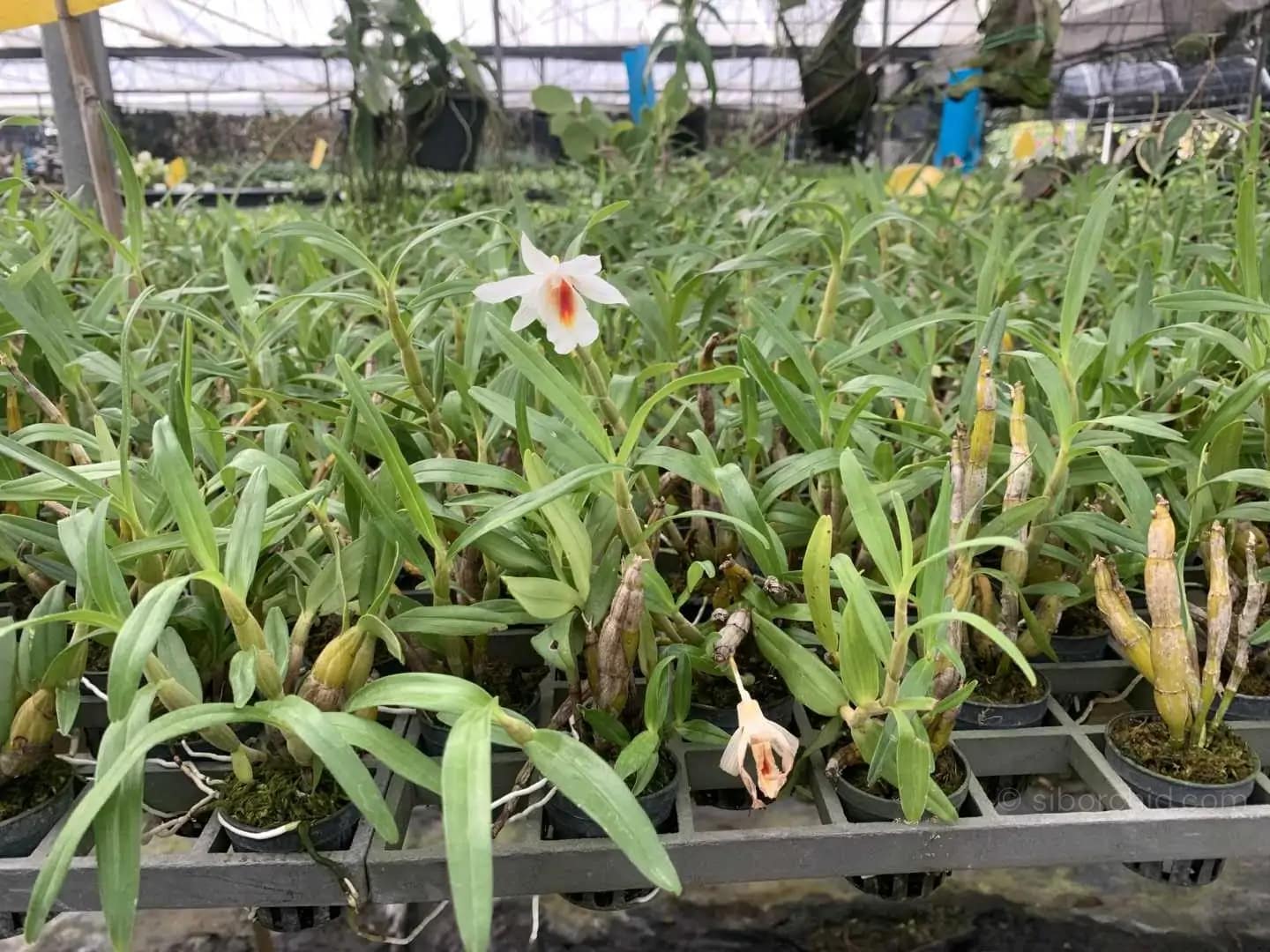 Dendrobium fuerstenbergianum - Dendrobium fuerstenbergianum