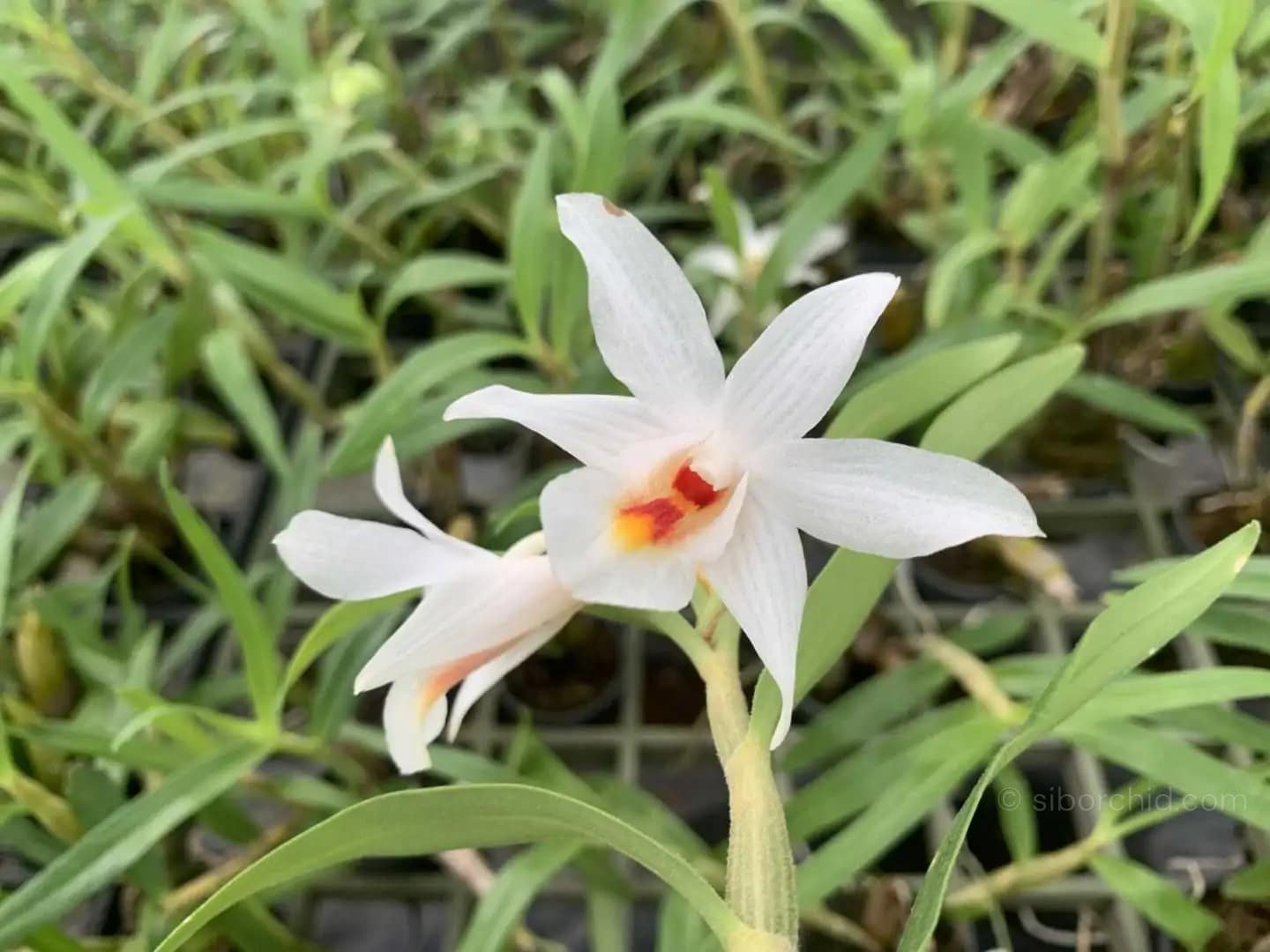Dendrobium fuerstenbergianum - Dendrobium fuerstenbergianum