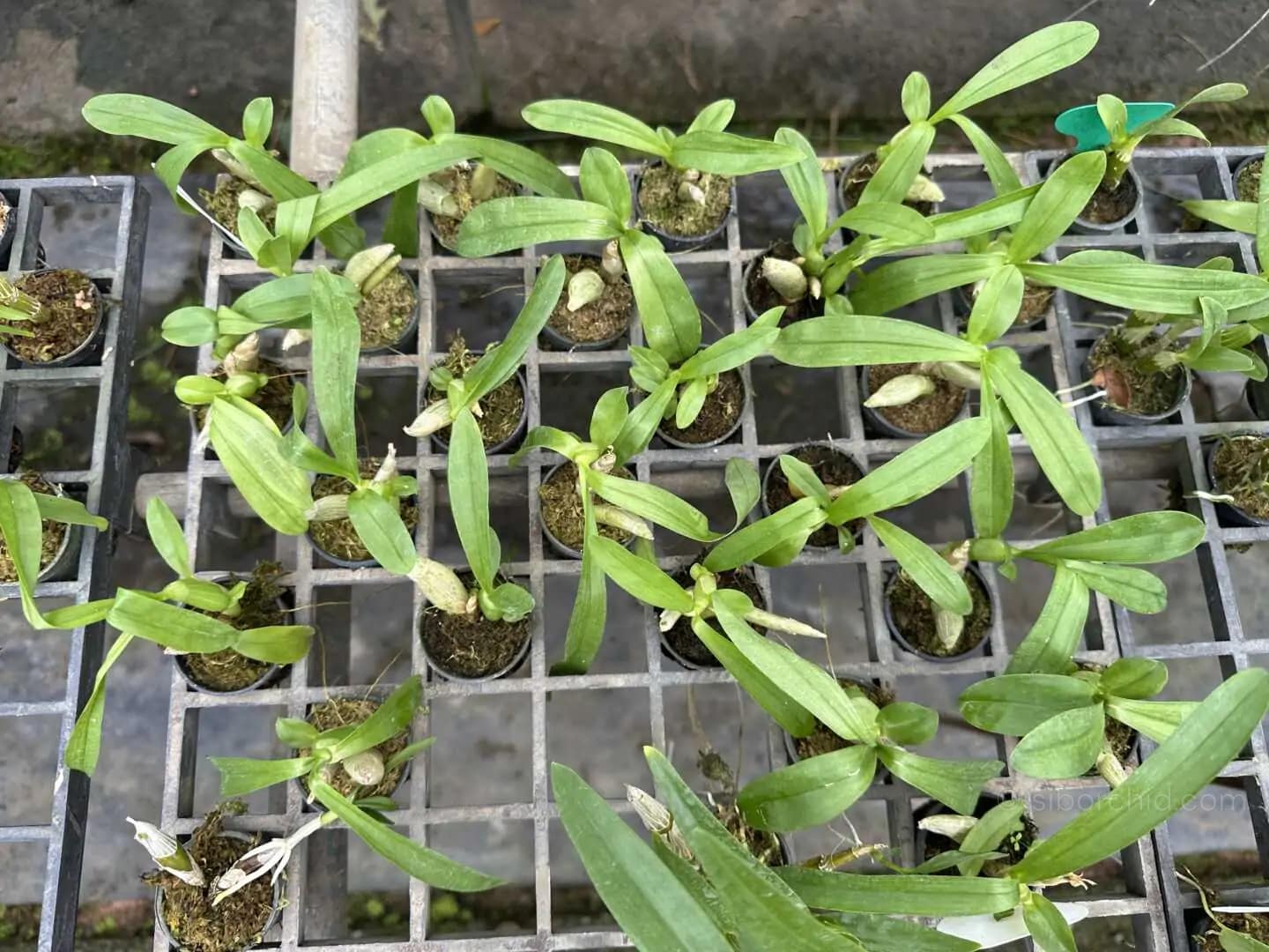 Eria obesa - Image 6