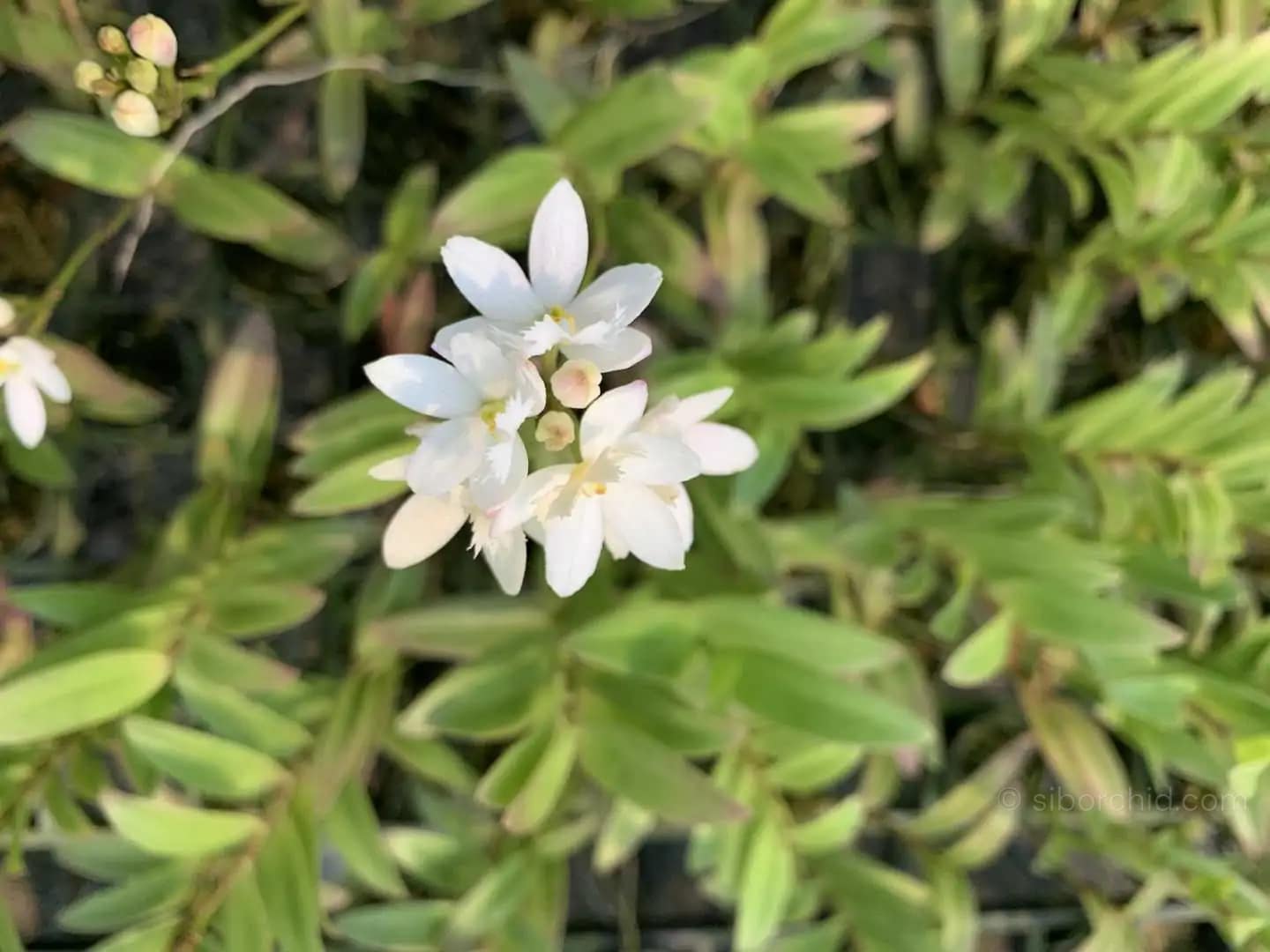 Epidendrum Hybrids White - Epidendrum Hybrids "White"