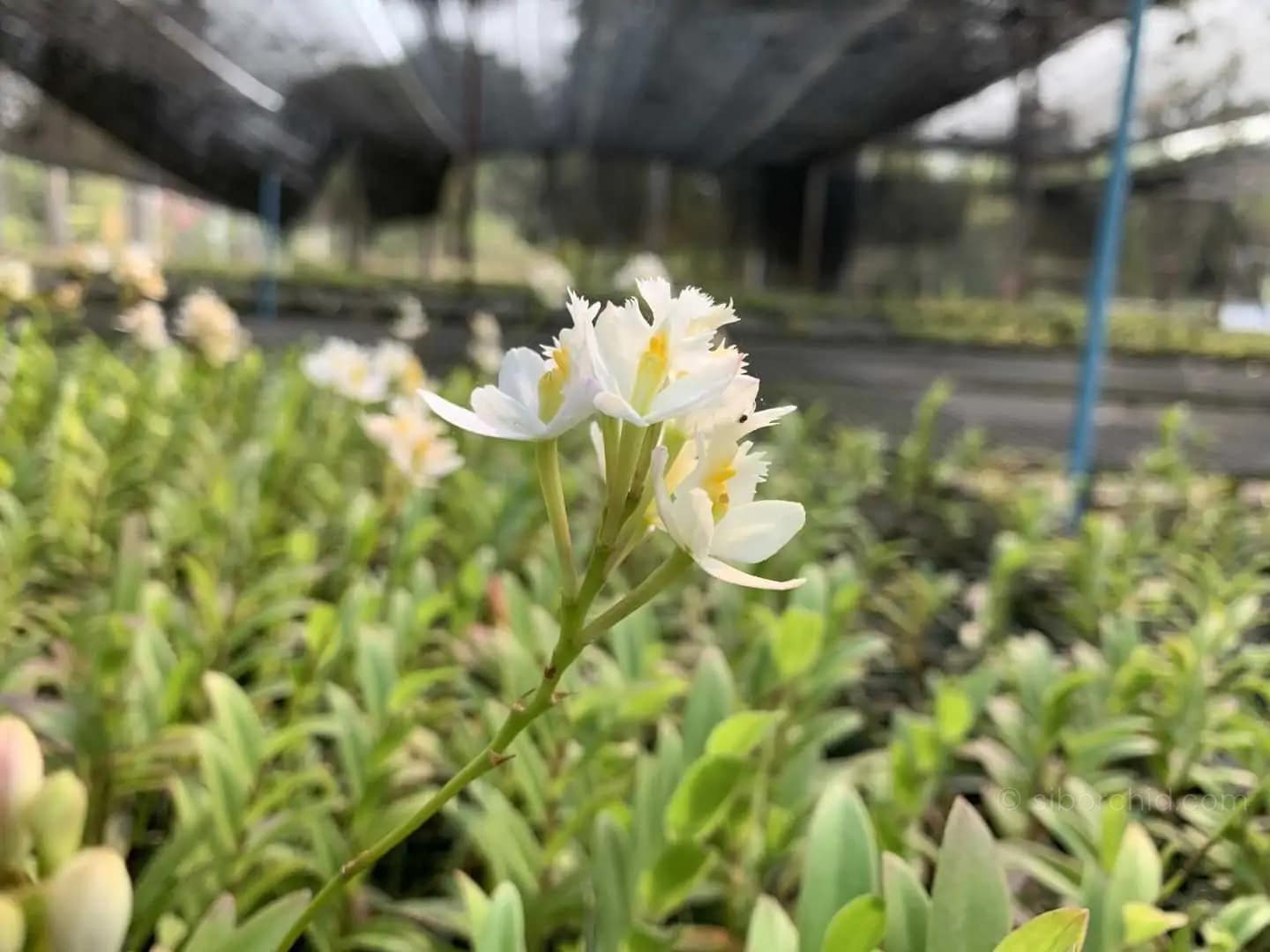 Epidendrum Hybrids White - Epidendrum Hybrids "White"