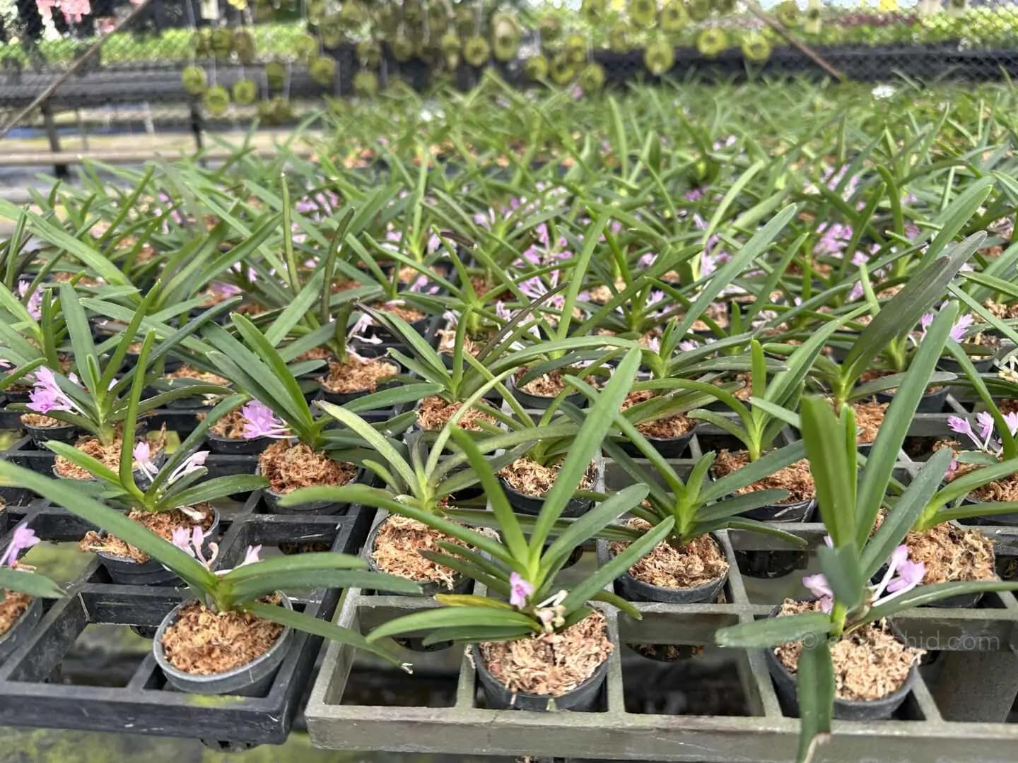 Vanda nana (Ascocentrum pusillum) - Image 5