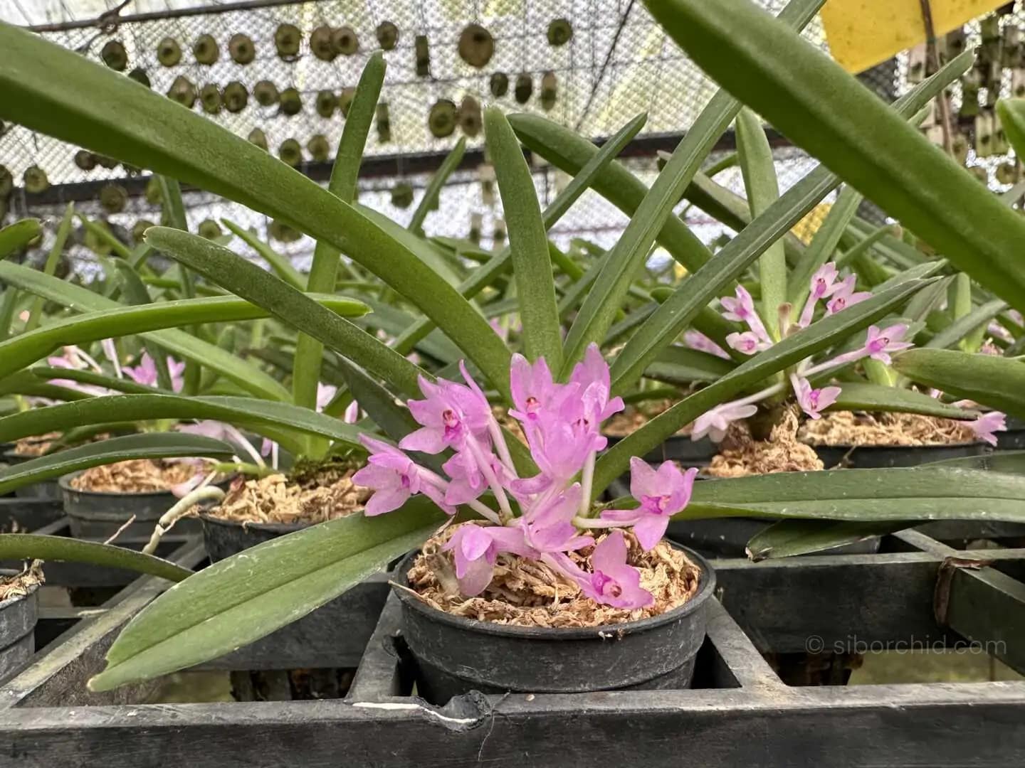 Vanda nana (Ascocentrum pusillum) - Image 6