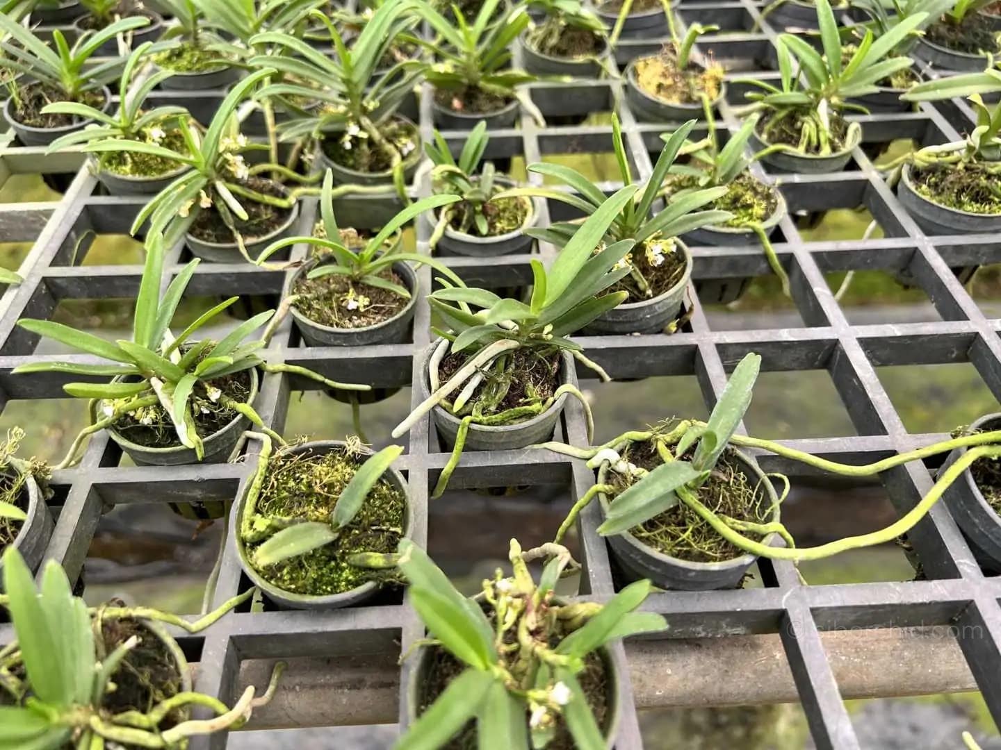 Trichoglottis triflora - Trichoglottis triflora