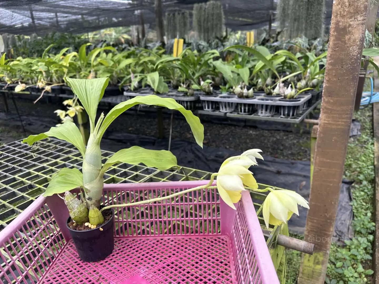 Catasetum pileatum - Catasetum pileatum