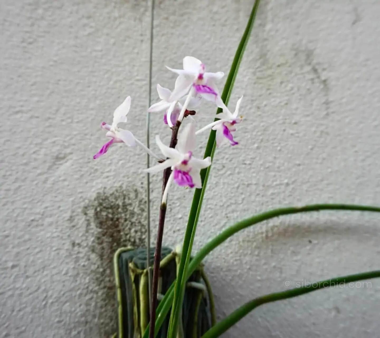 Holcoglossum amesianum x  Seidenfadenia mitrata