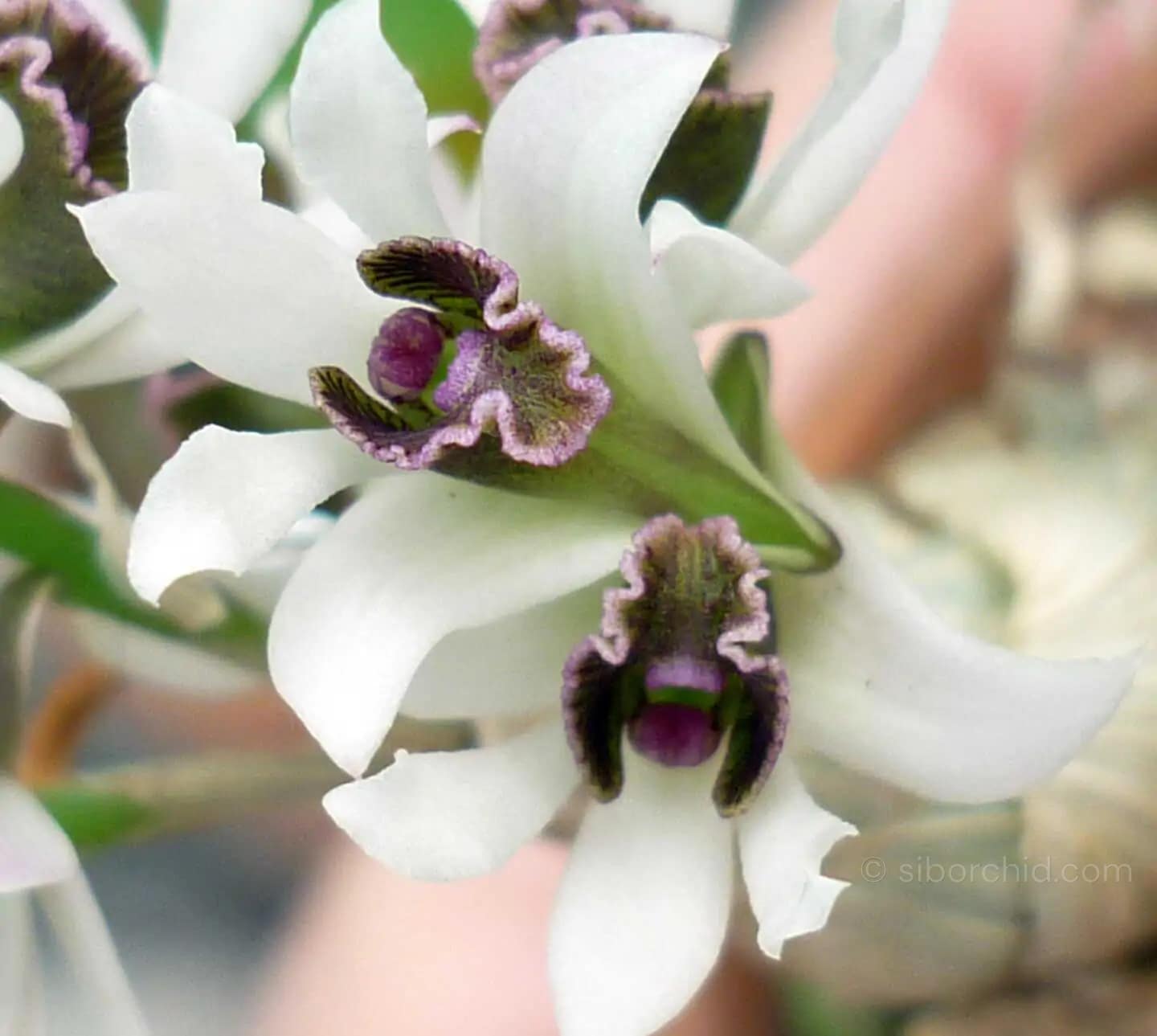 Dendrobium peguanum - Dendrobium peguanum - Image 8