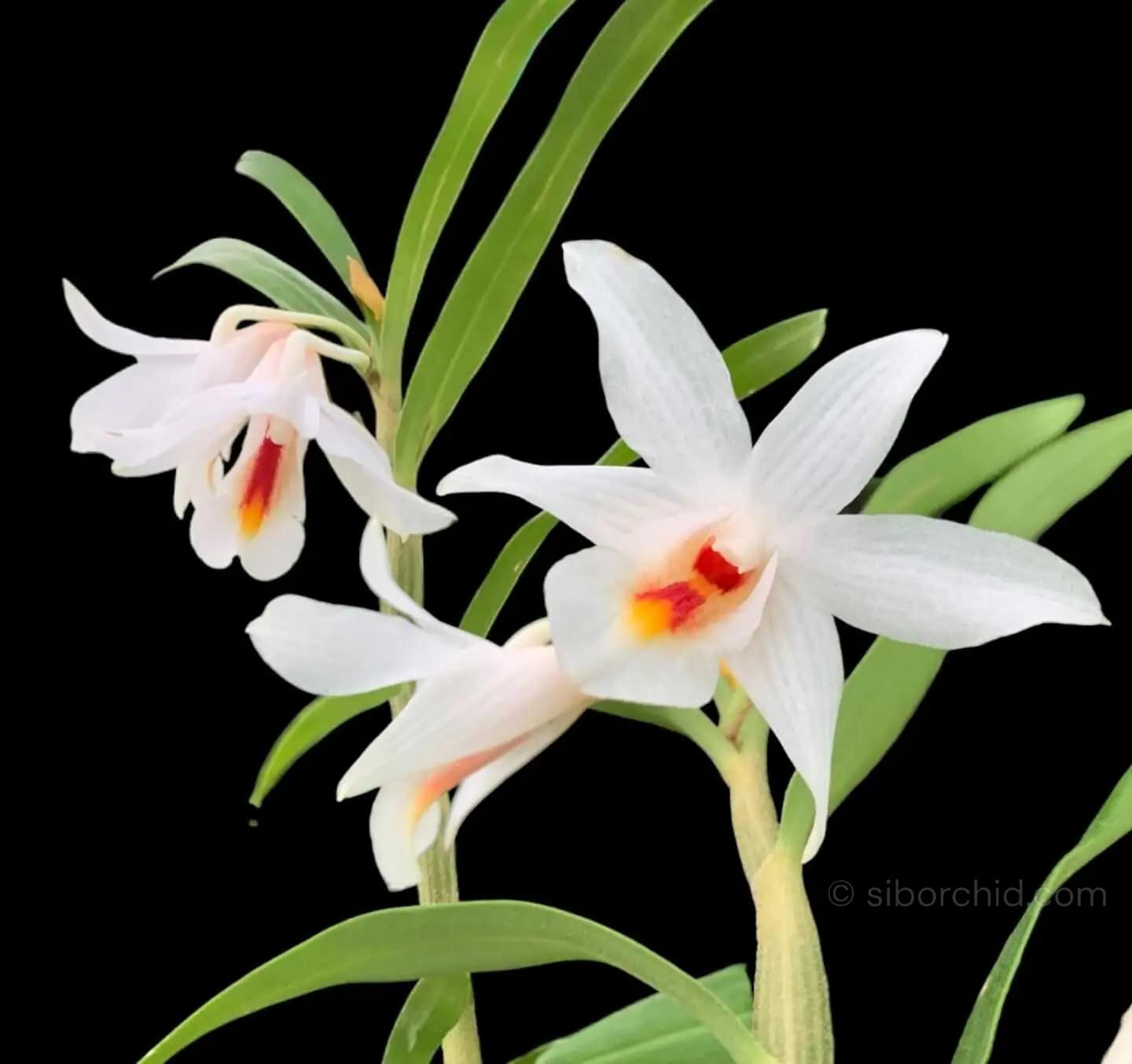 Dendrobium fuerstenbergianum - Dendrobium fuerstenbergianum