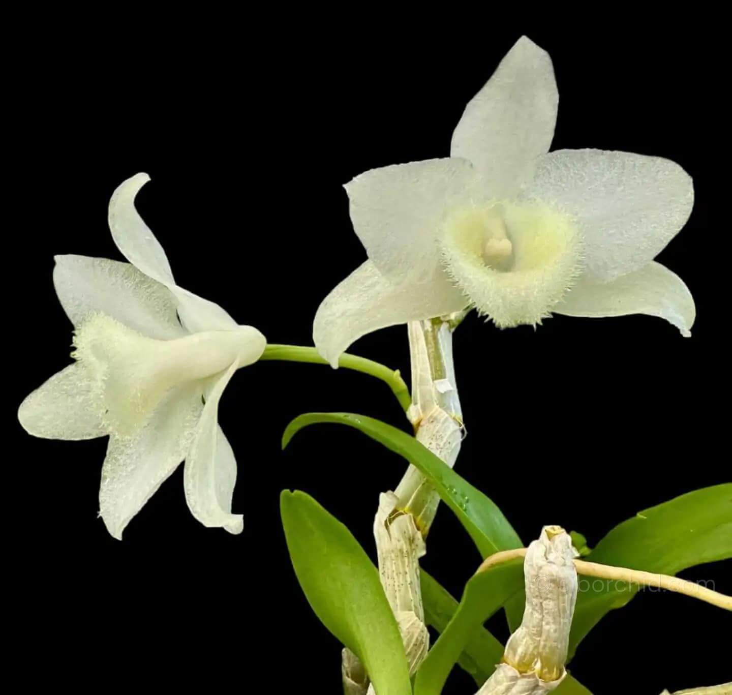 Dendrobium parishii alba - Dendrobium parishii alba