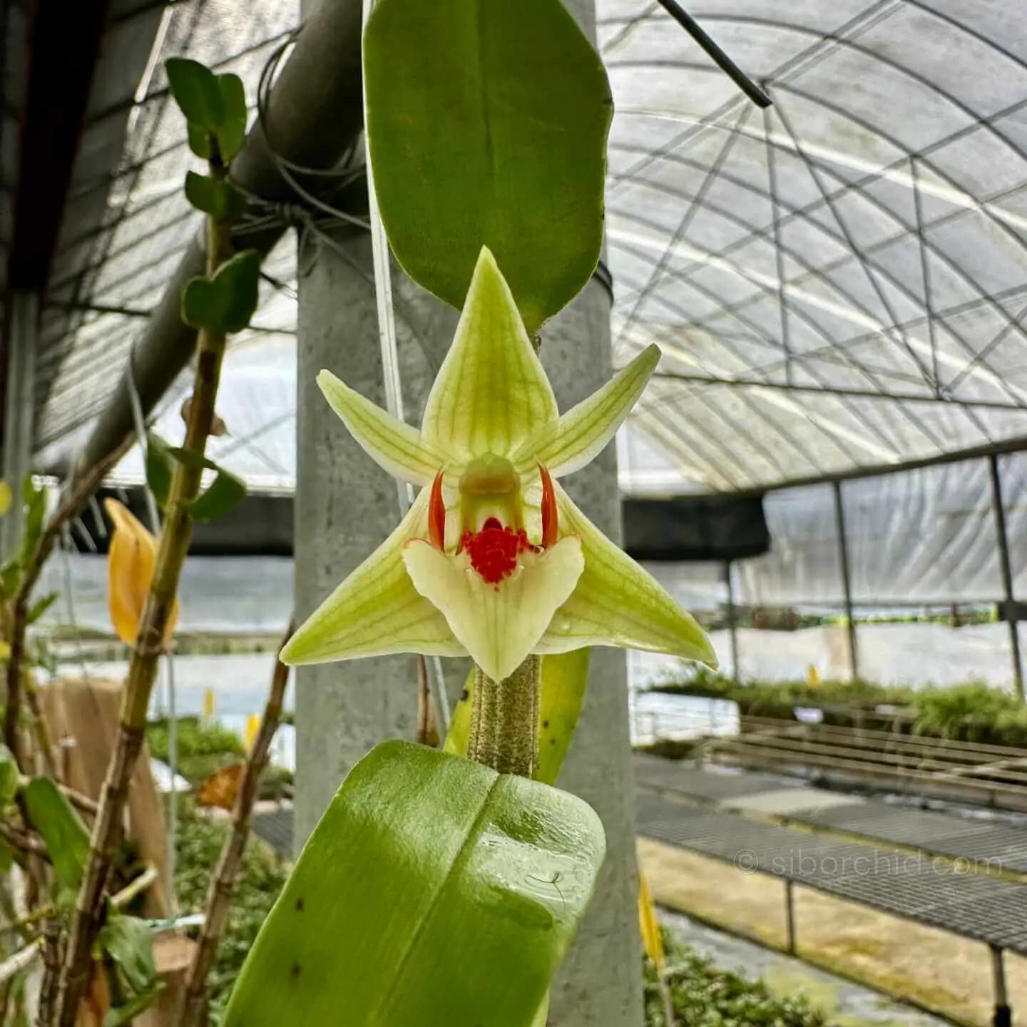 Dendrobium cruentum - Image 2