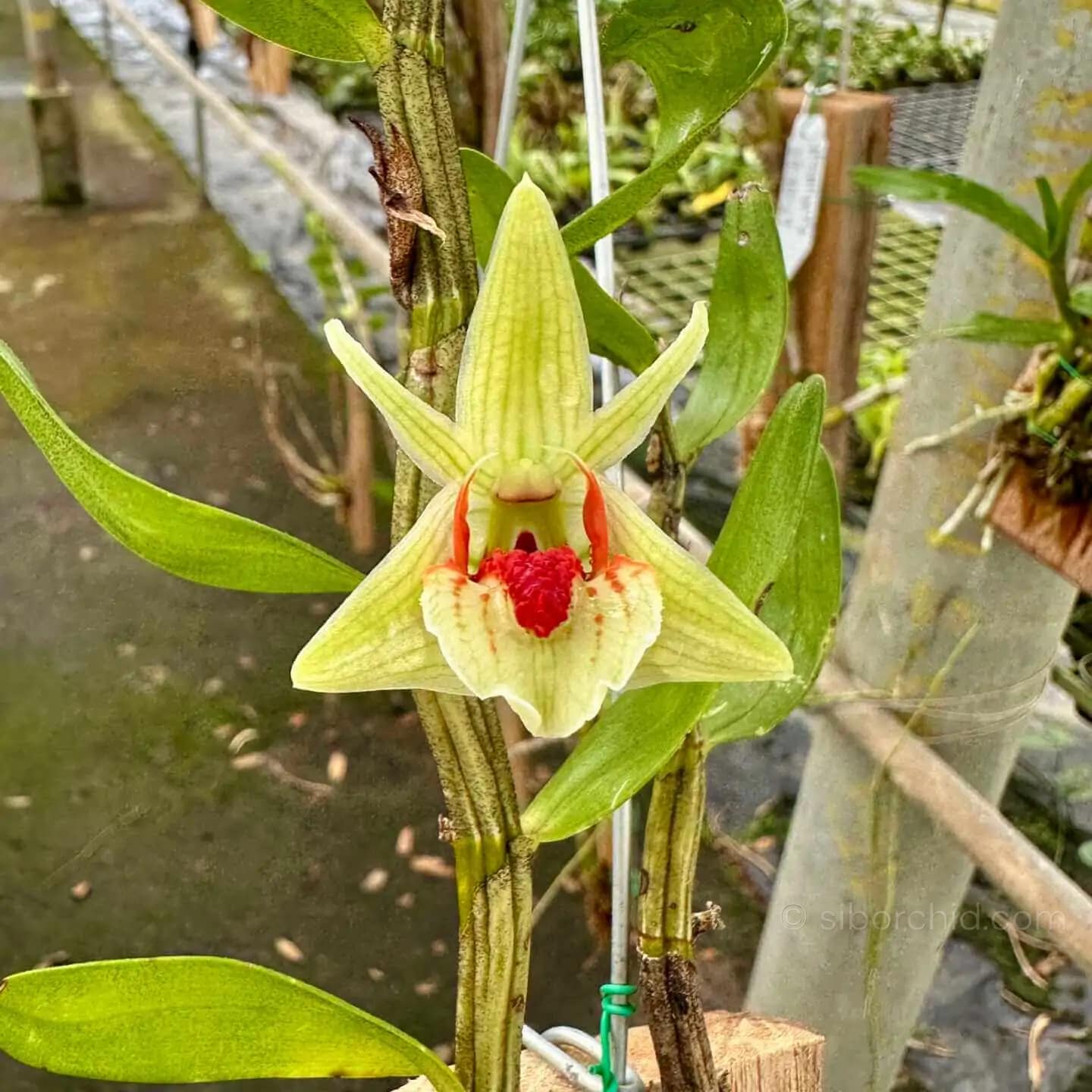 Dendrobium cruentum
