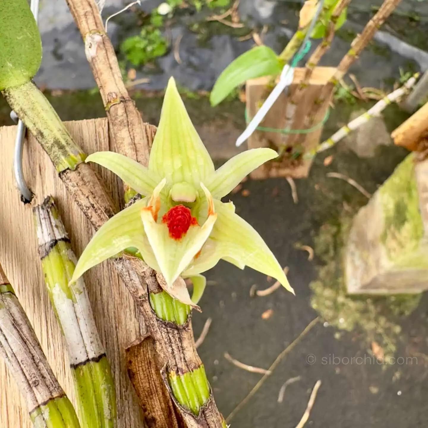 Dendrobium cruentum - Image 3