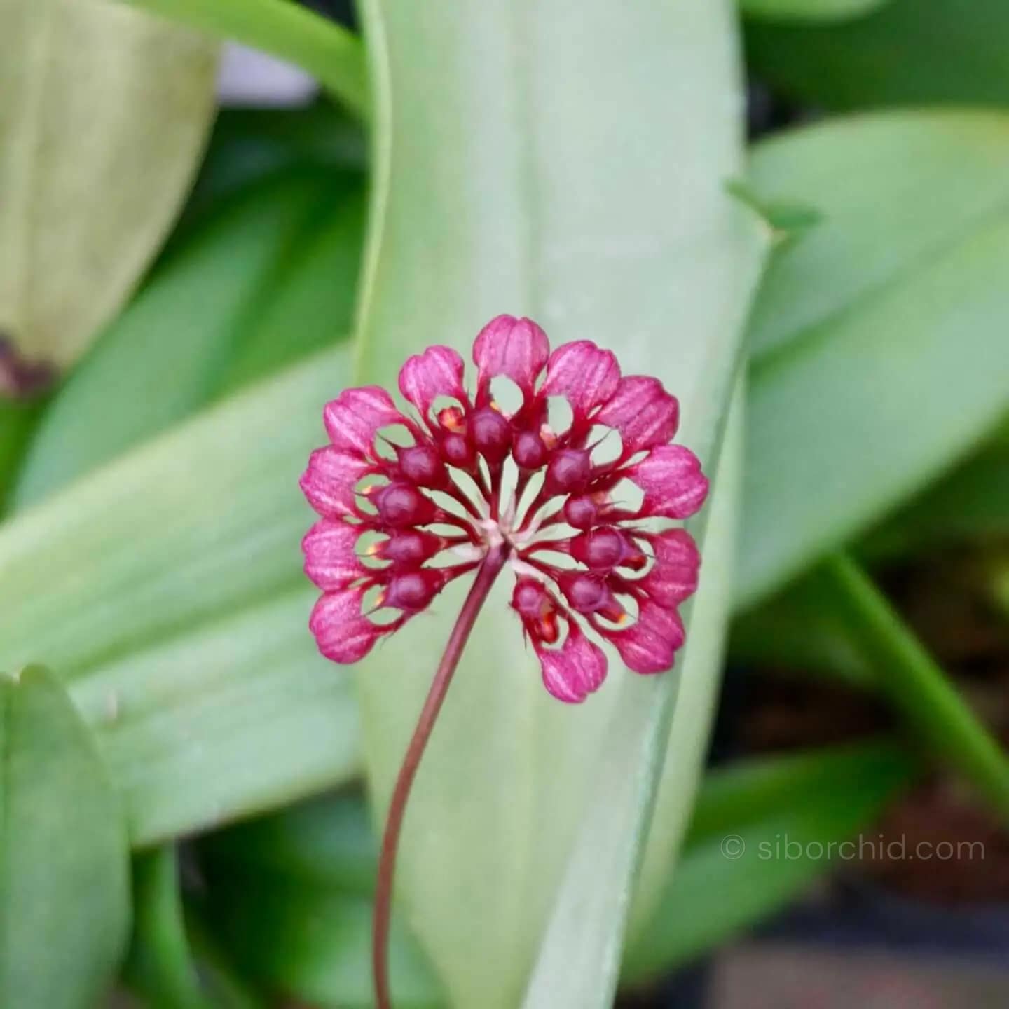 Bulbophyllum corolliferum - Bulbophyllum corolliferum