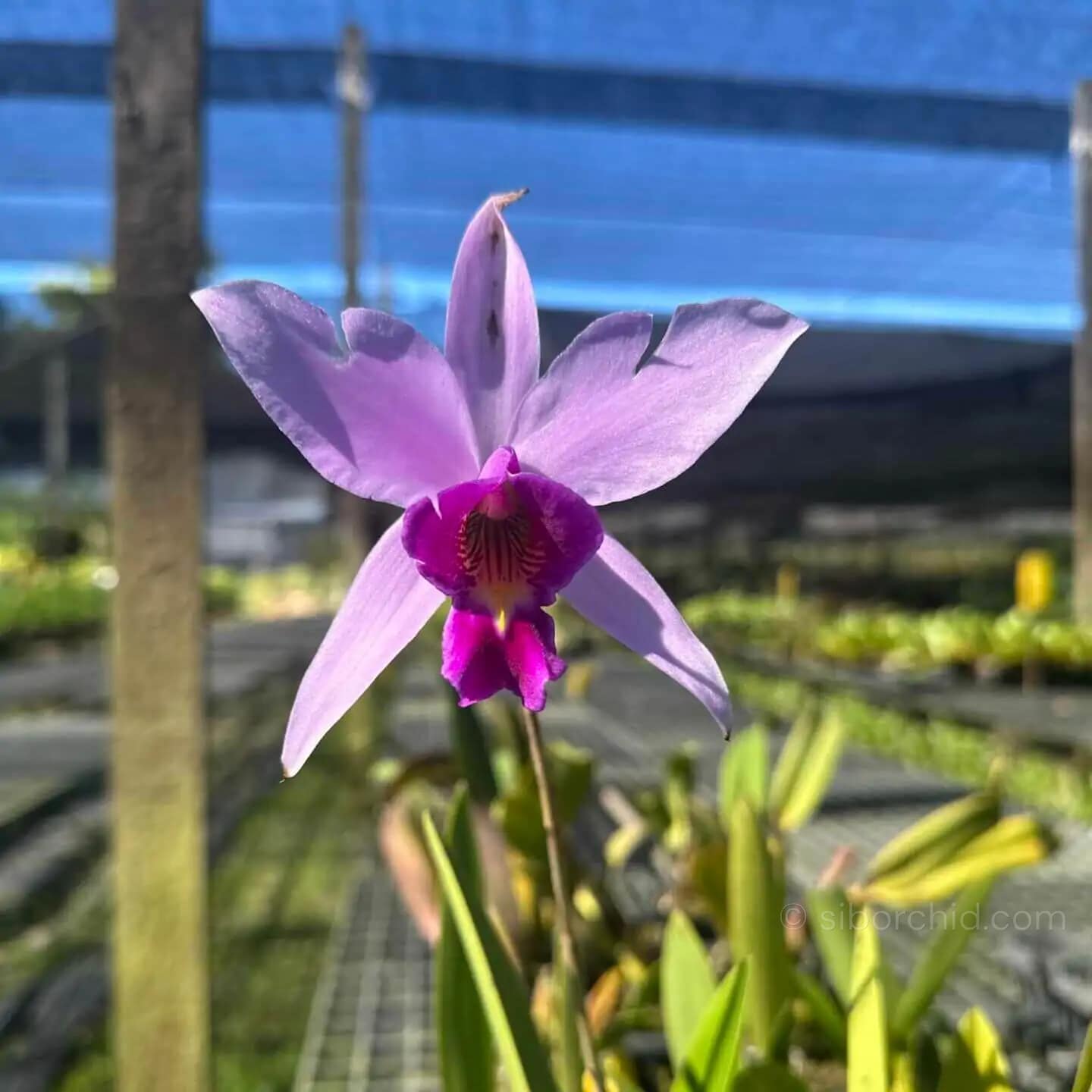 Laelia sincorana - Laelia sincorana - Image 3