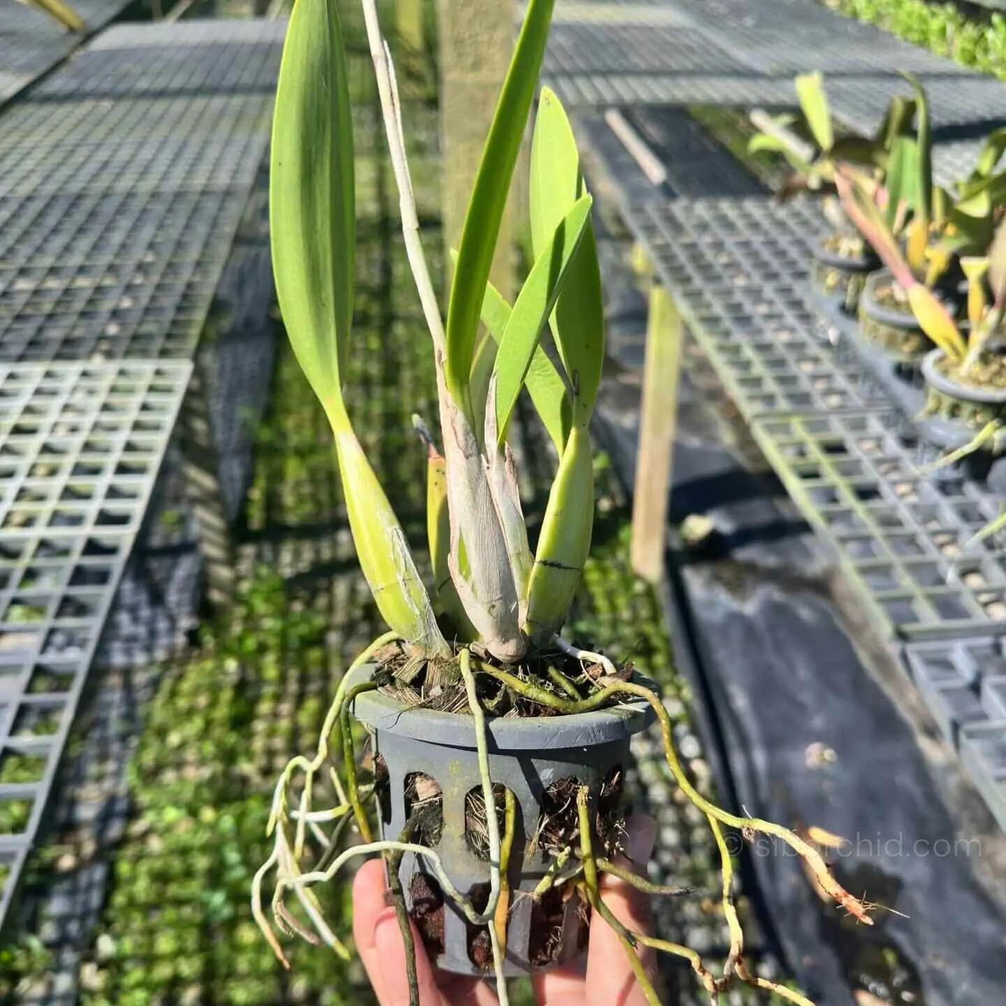Laelia sincorana - Laelia sincorana - Image 4