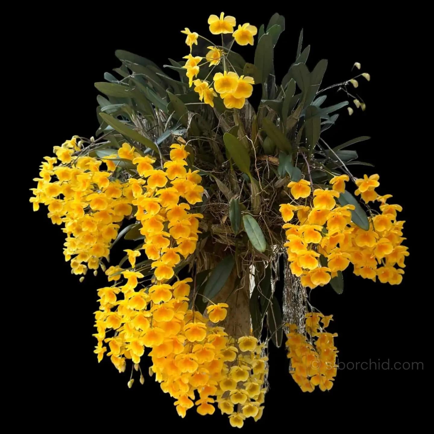 Dendrobium lindleyi (Blooming Size) - dendrobium lindleyi