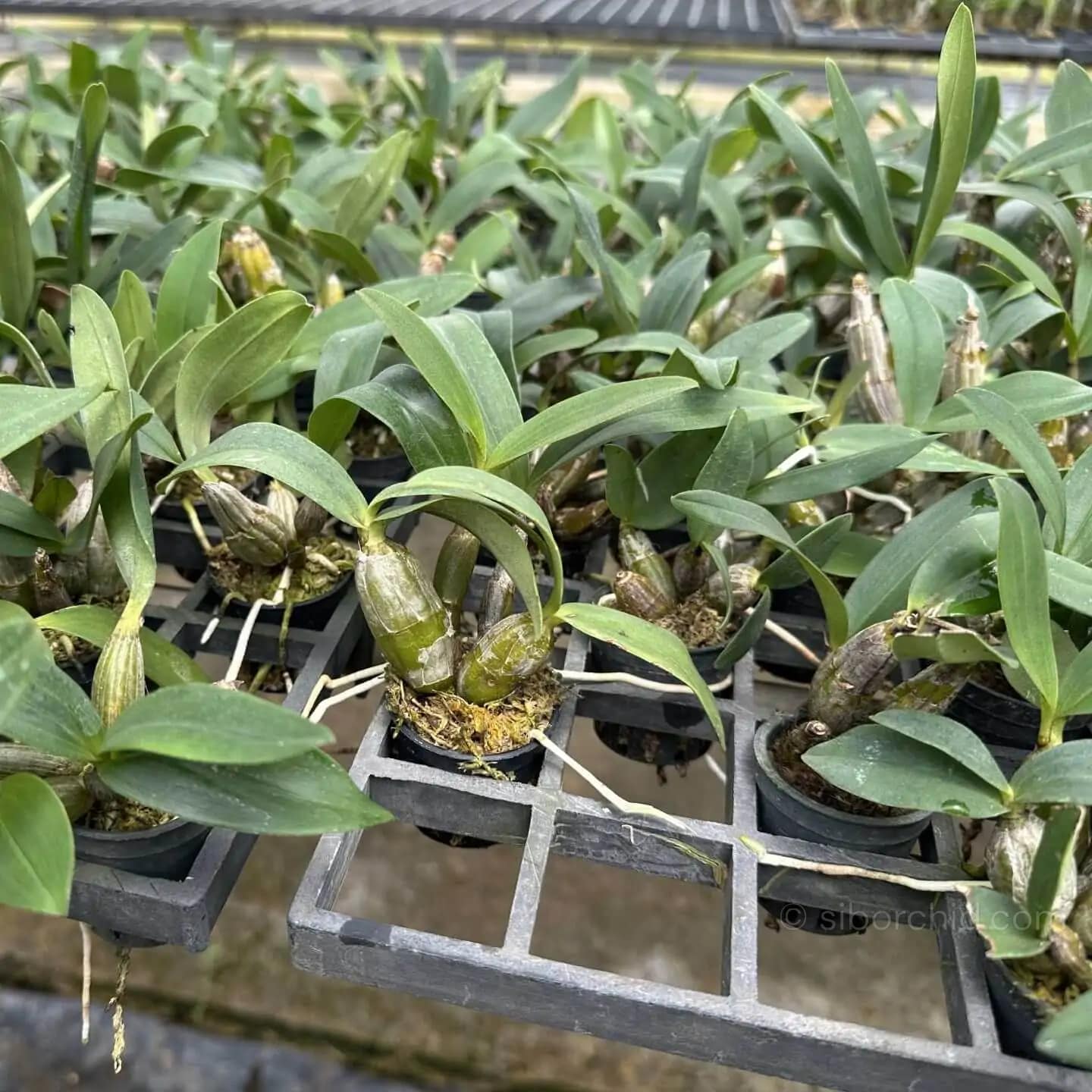 Dendrobium Trigonopus