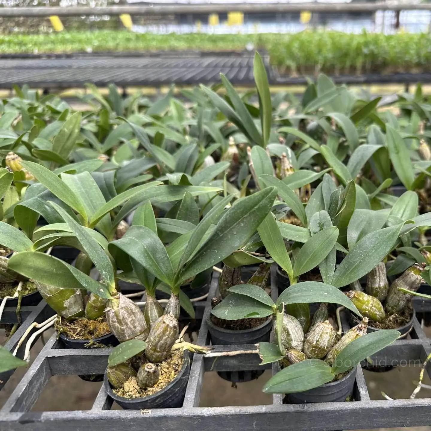 Dendrobium Trigonopus
