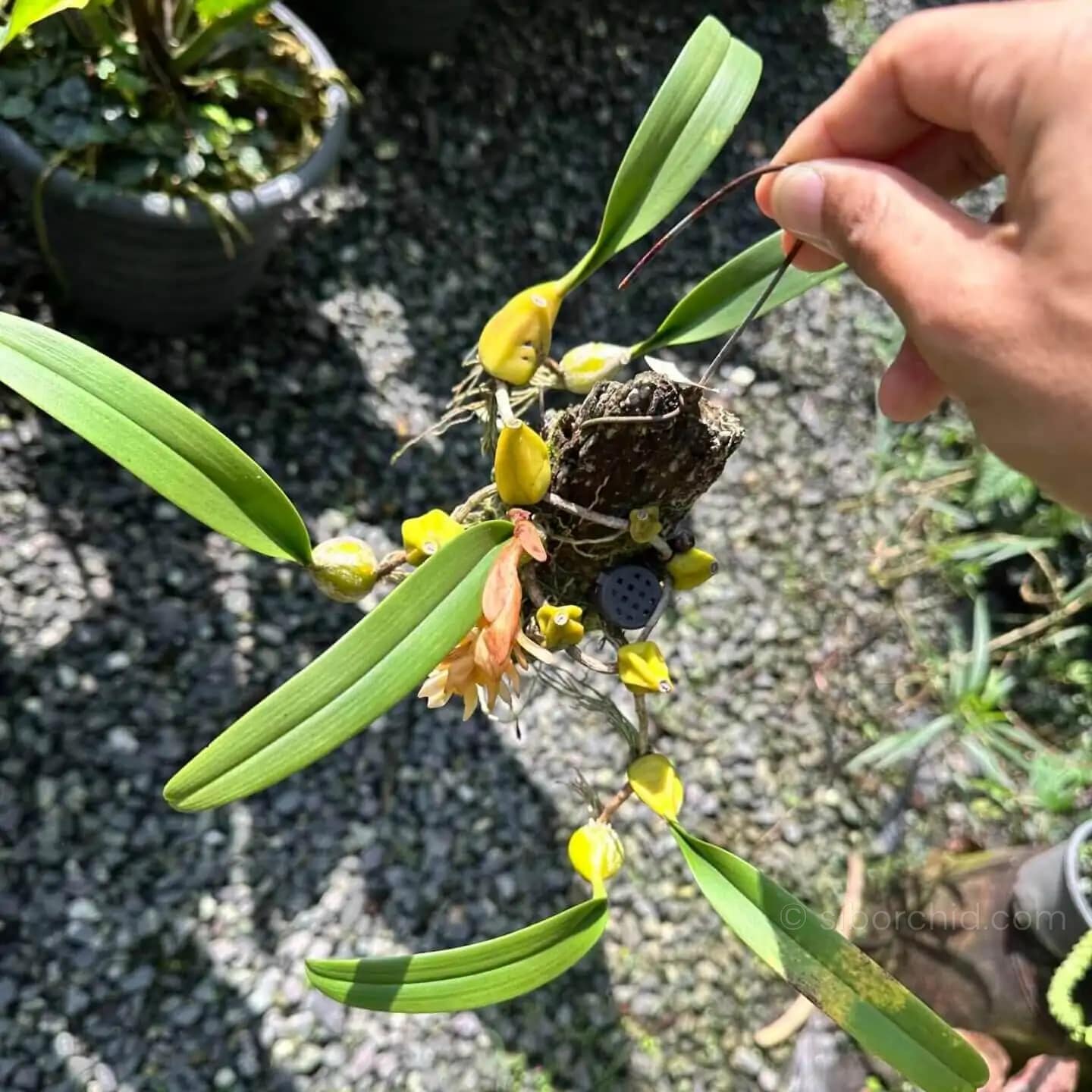 Bulbophyllum allenkerrii - Bulbophyllum allenkerrii Seidenf.