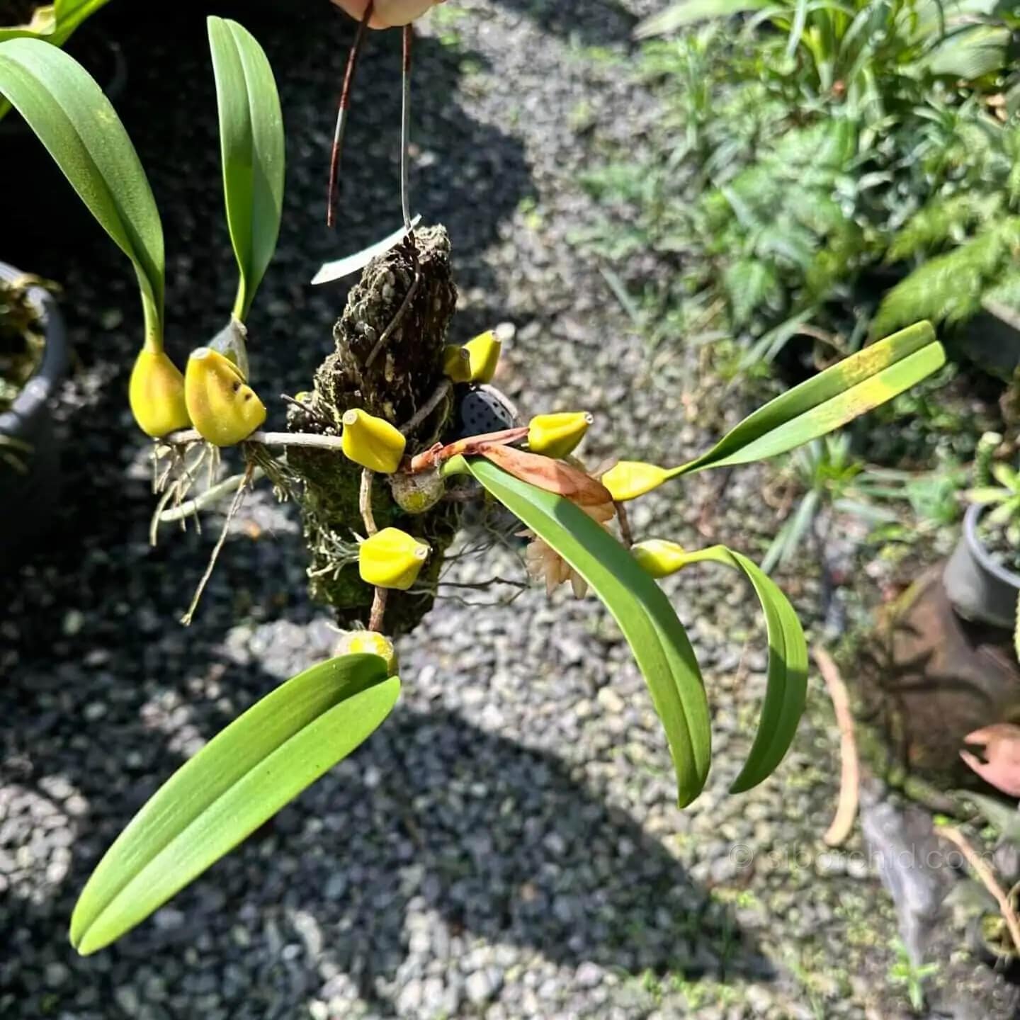 Bulbophyllum allenkerrii - Bulbophyllum allenkerrii Seidenf.