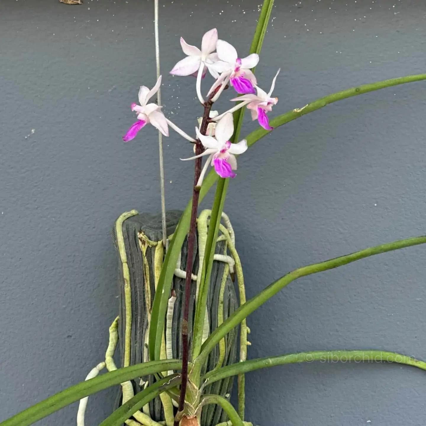 Holcoglossum amesianum x  Seidenfadenia mitrata