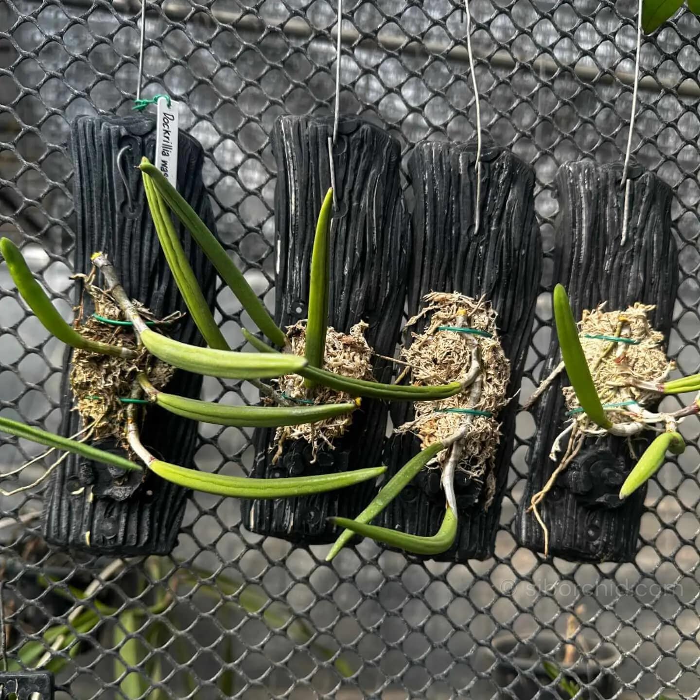 Dendrobium wassellii - Dendrobium wassellii
