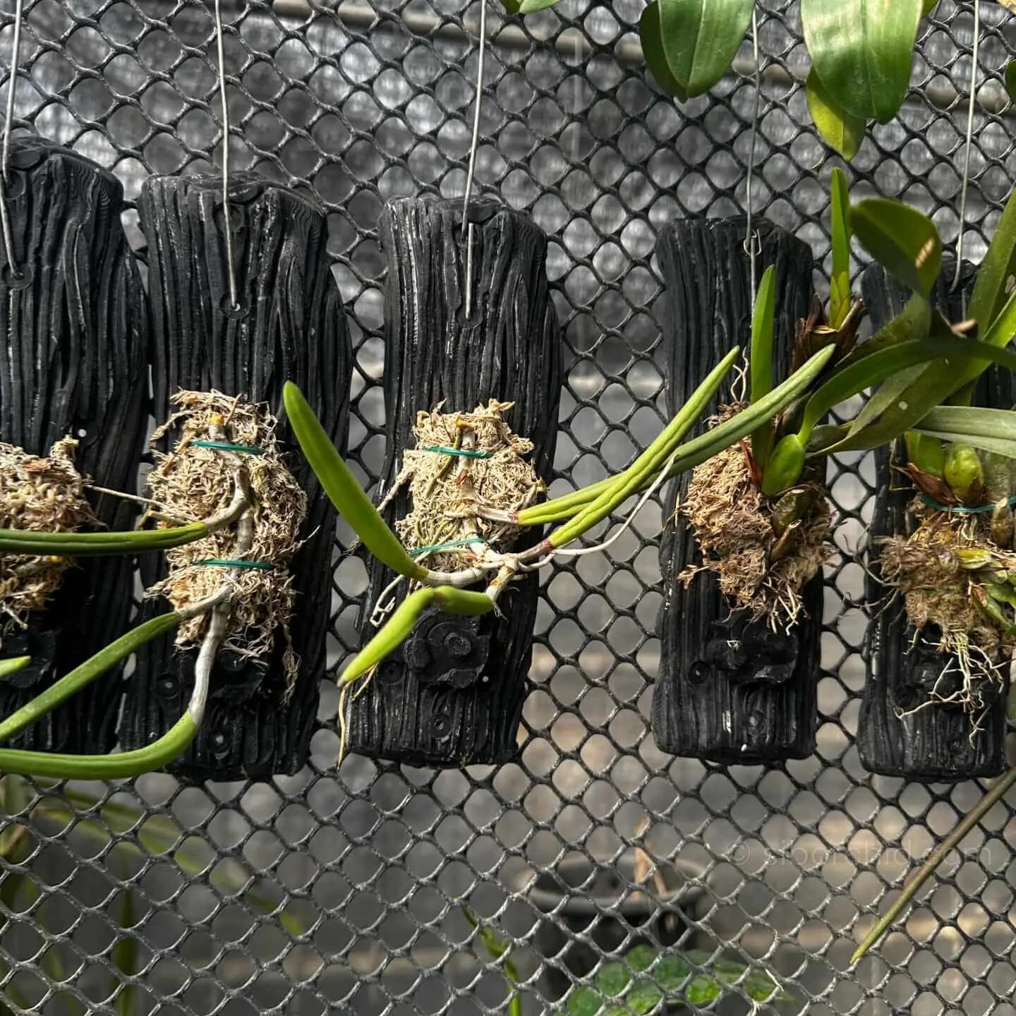 Dendrobium wassellii - Dendrobium wassellii