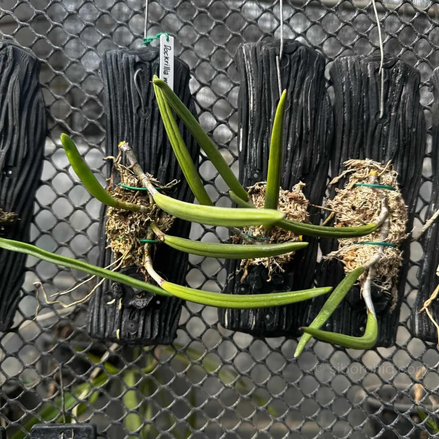 Dendrobium wassellii - Dendrobium wassellii