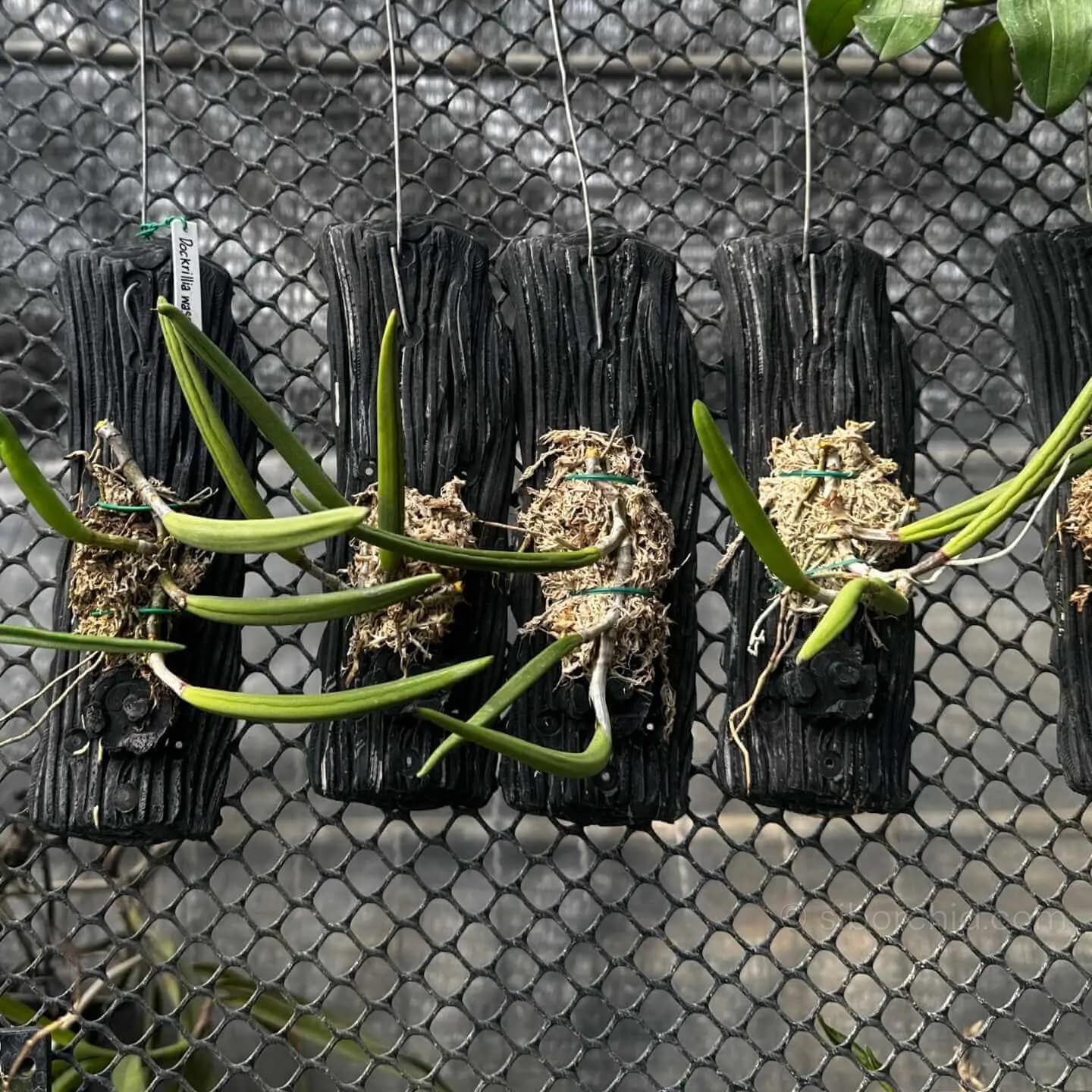 Dendrobium wassellii - Dendrobium wassellii