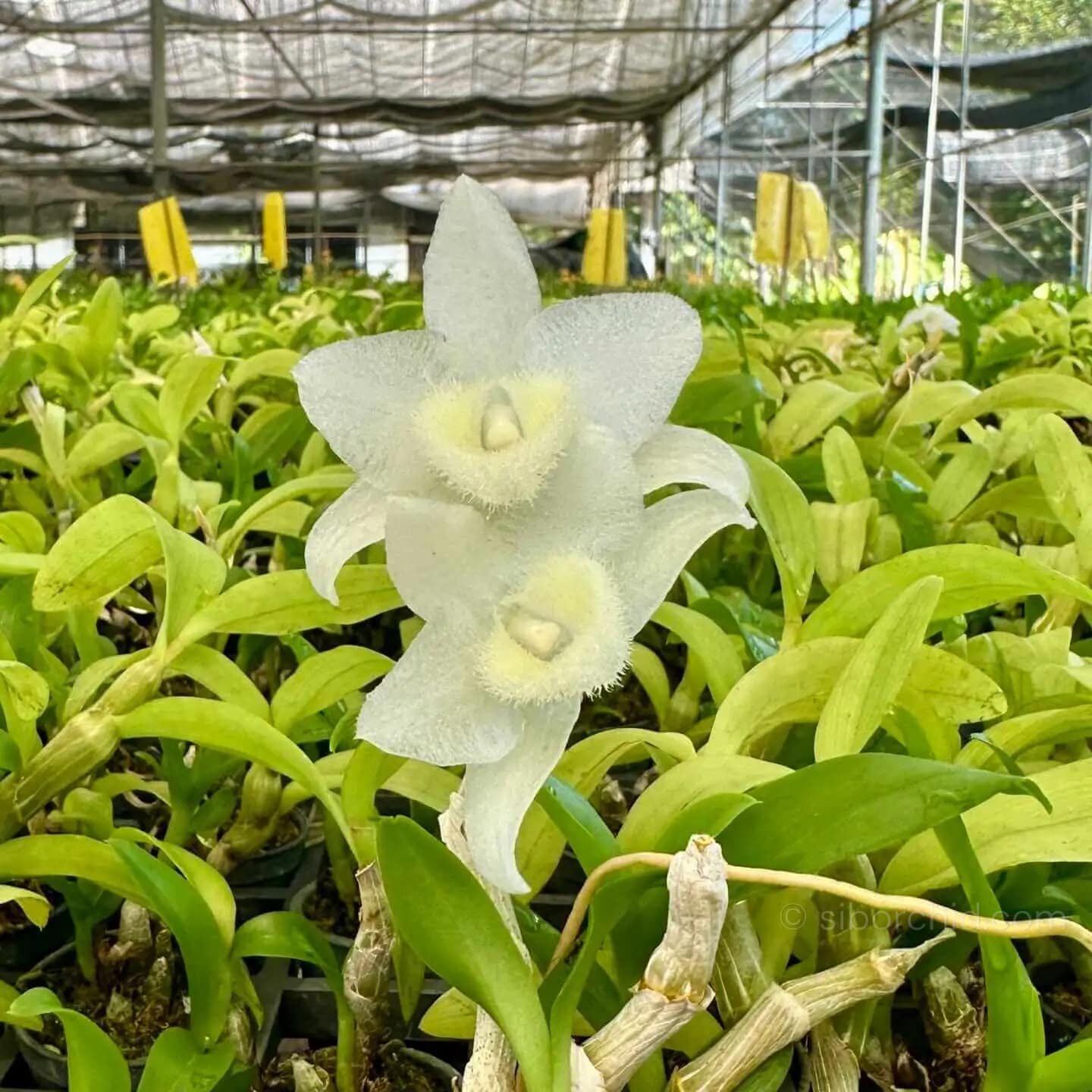 Dendrobium parishii alba - Dendrobium parishii alba