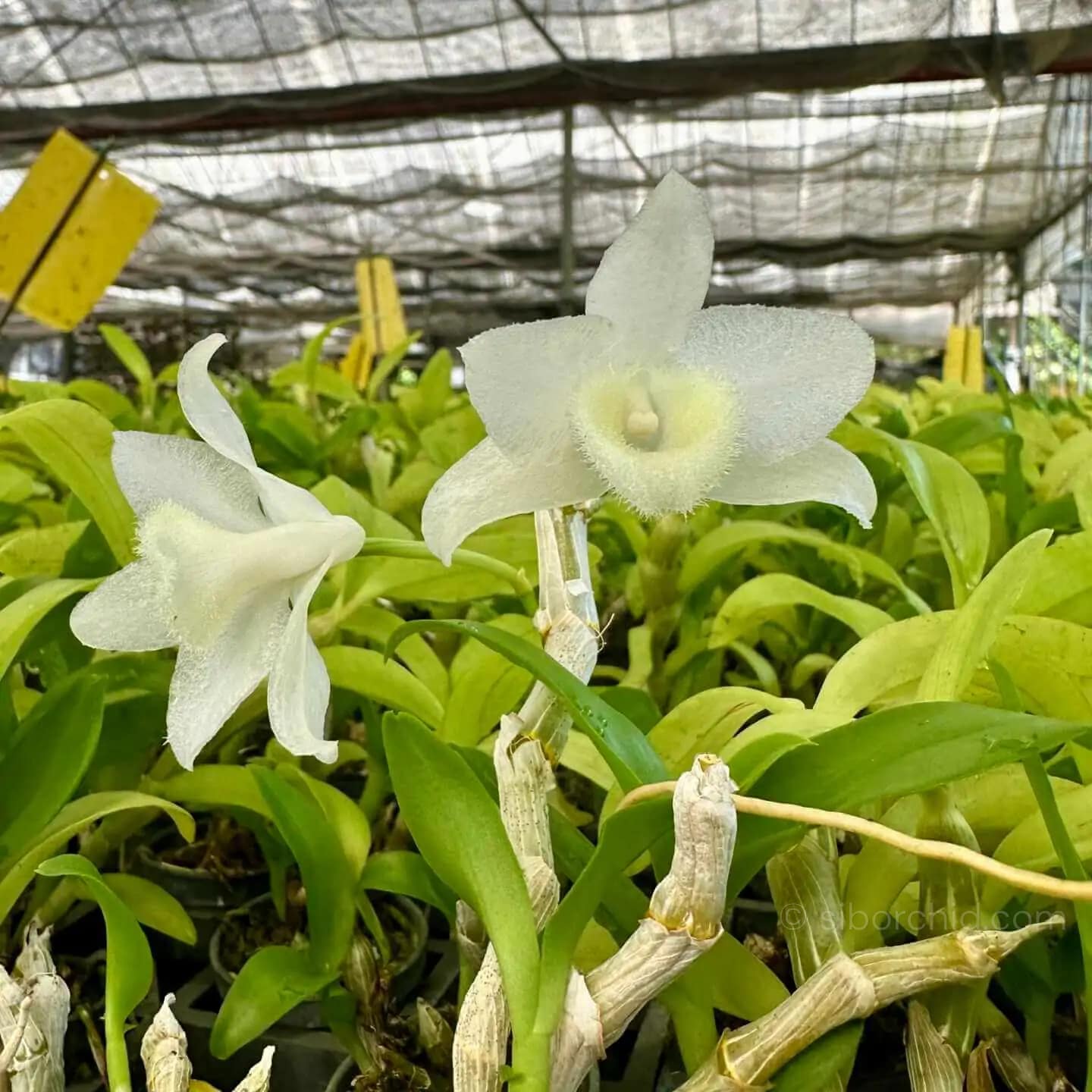 Dendrobium parishii alba - Dendrobium parishii alba