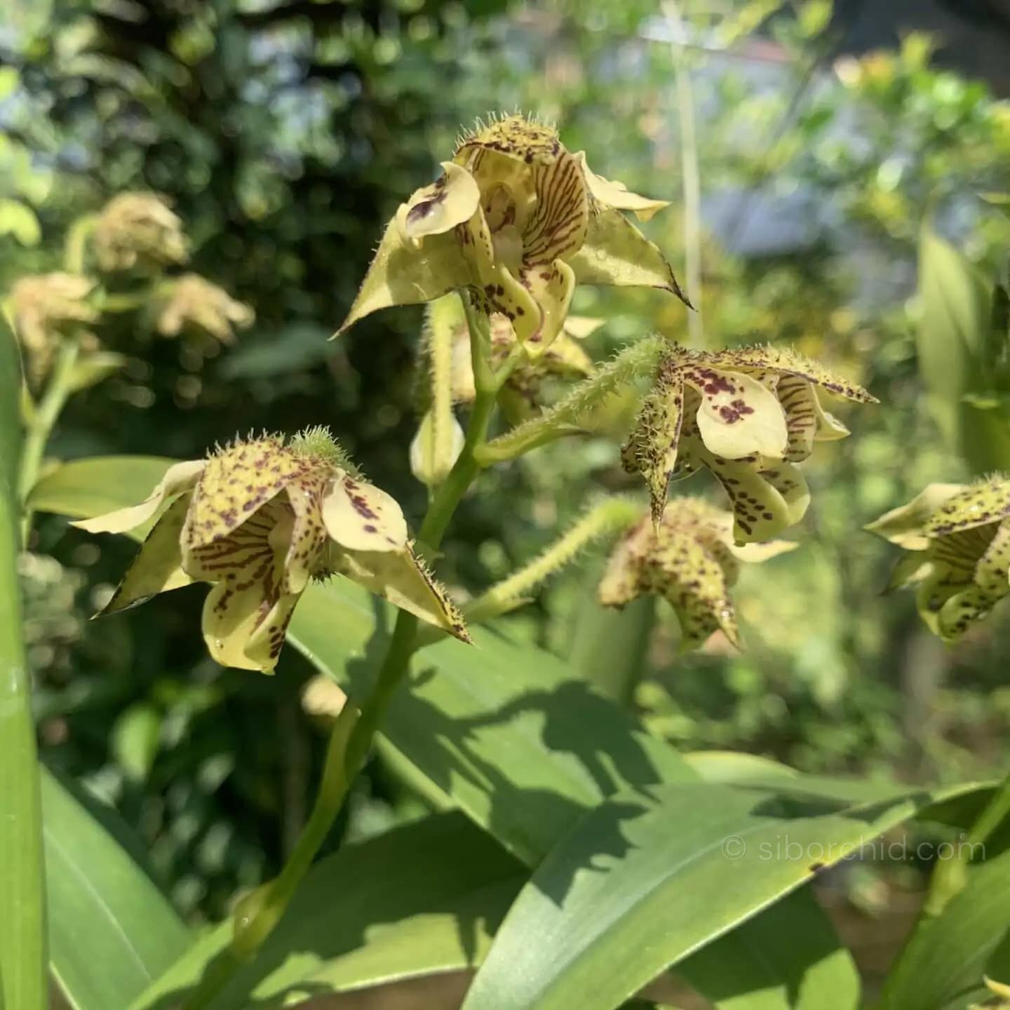 Dendrobium macrophyllum