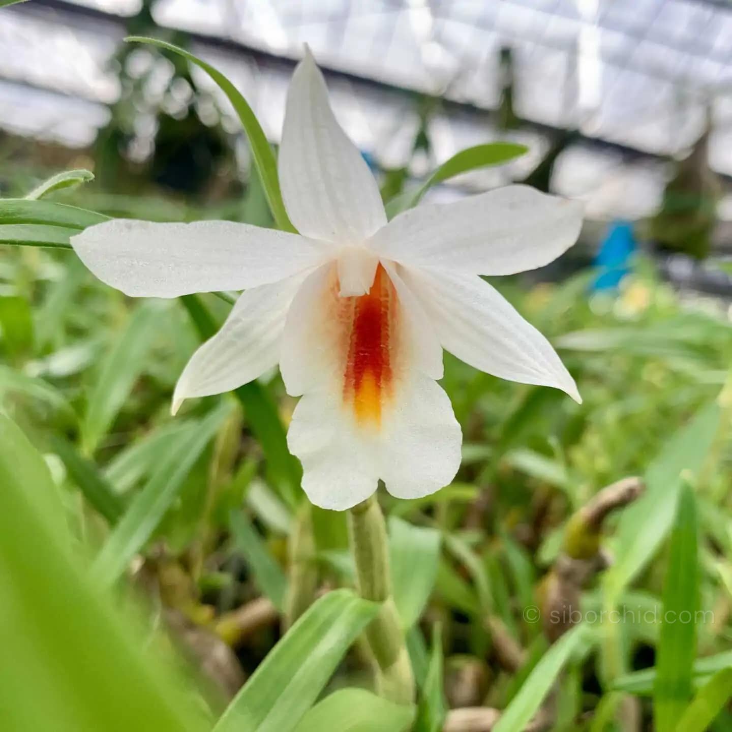 Dendrobium fuerstenbergianum - Dendrobium fuerstenbergianum