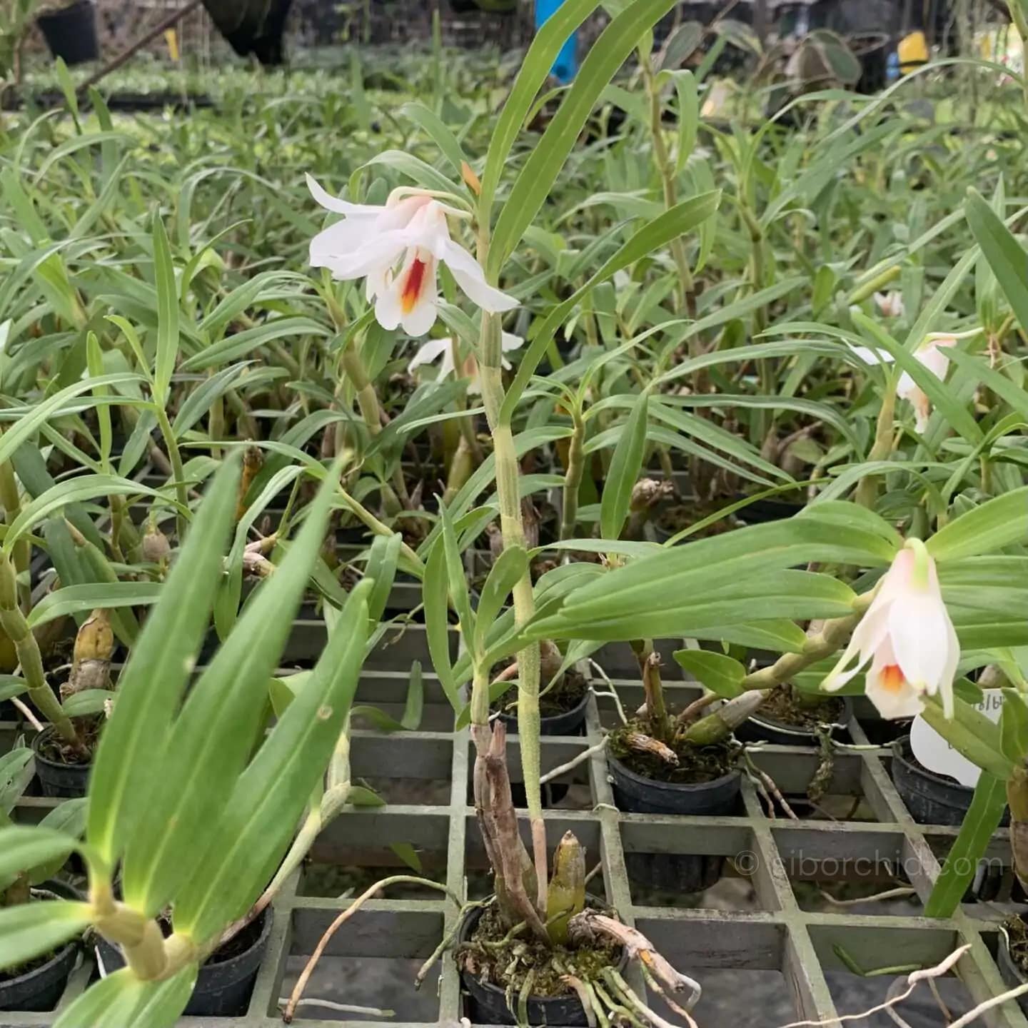 Dendrobium fuerstenbergianum - Dendrobium fuerstenbergianum