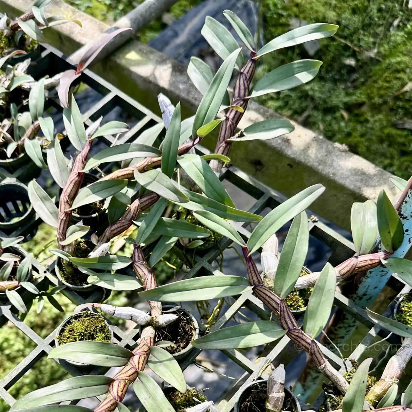 Dendrobium pulchellum - Dendrobium pulchellum