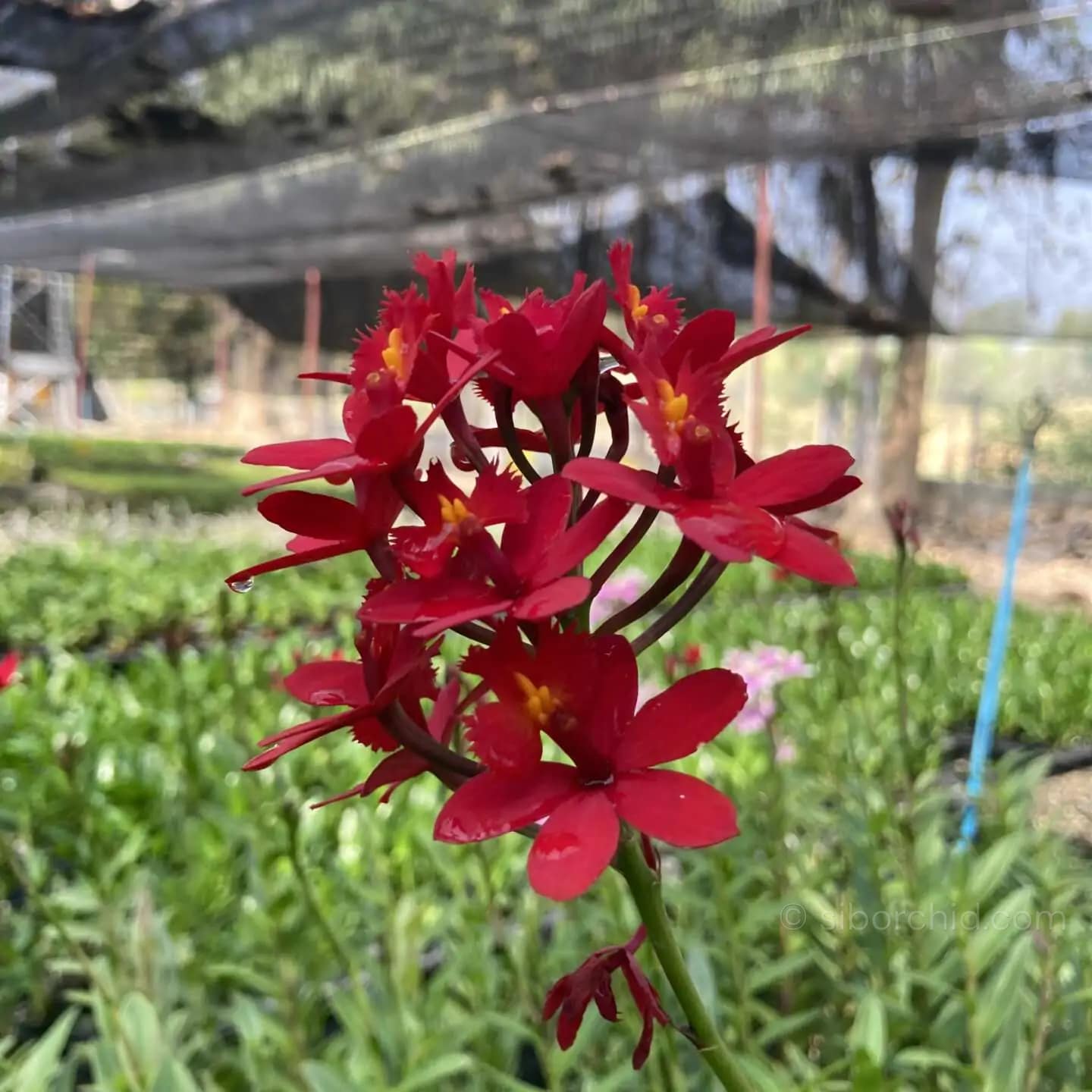 Epidendrum Hybrids Red - Epidendrum Hybrids Red