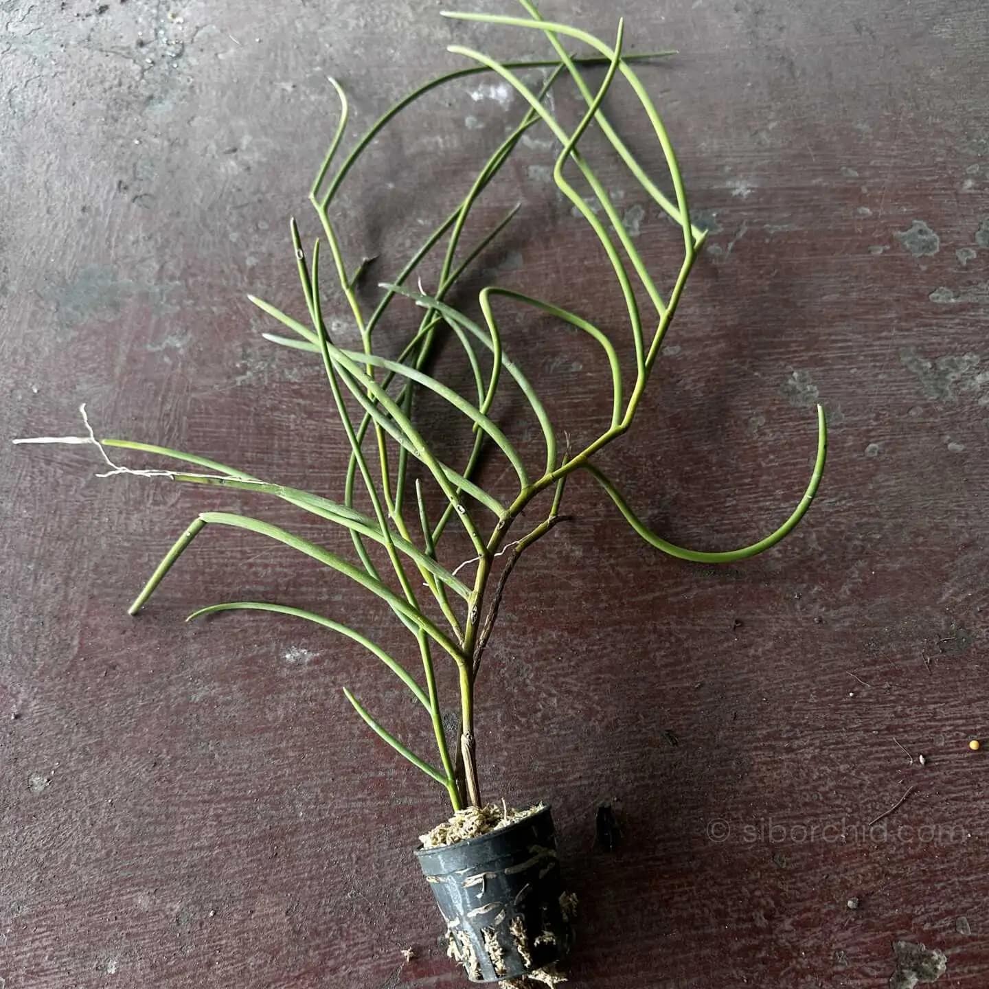 Cleisostoma fuerstenbergianum - Cleisostoma fuerstenbergianum