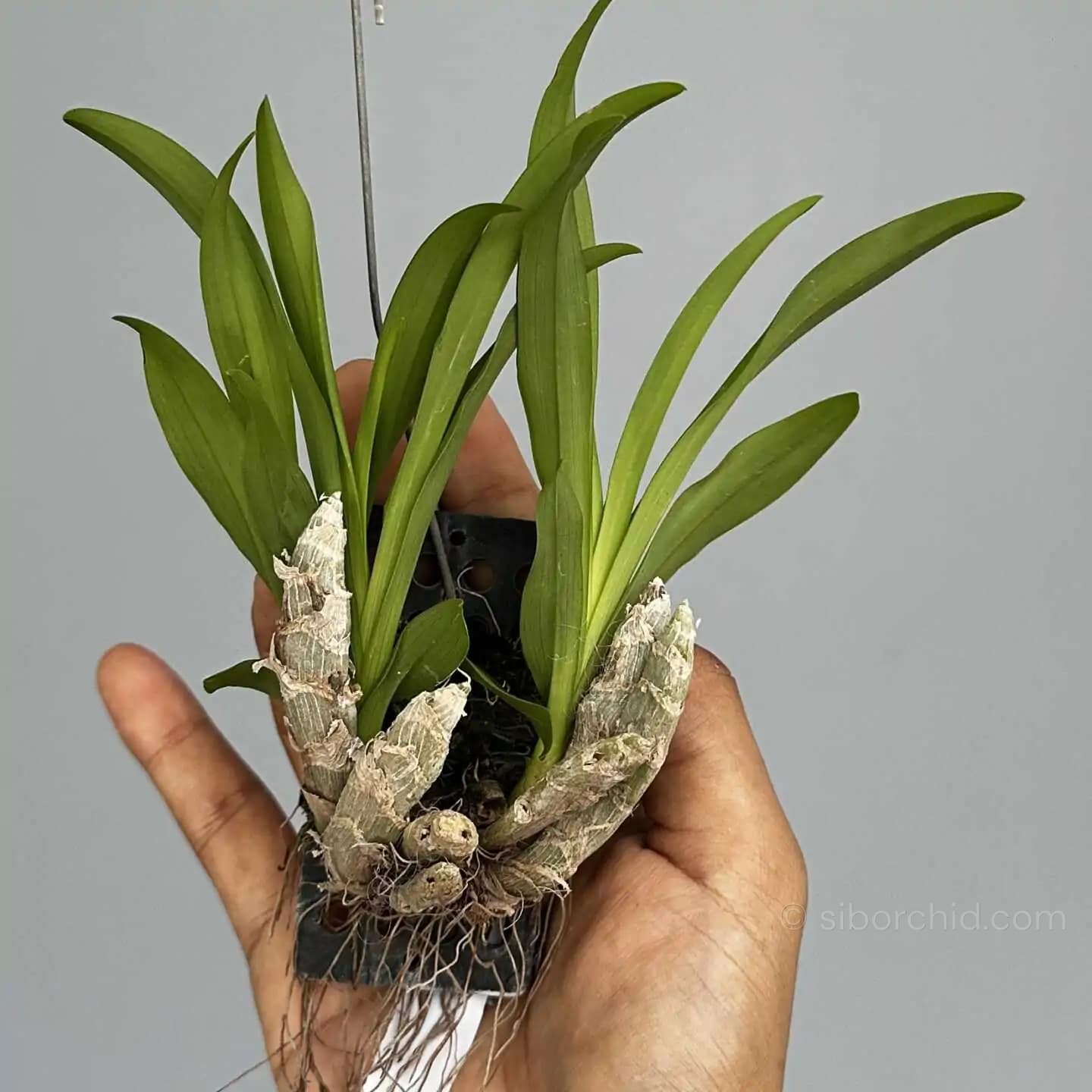 Eria obesa (Well Size) - eria obesa