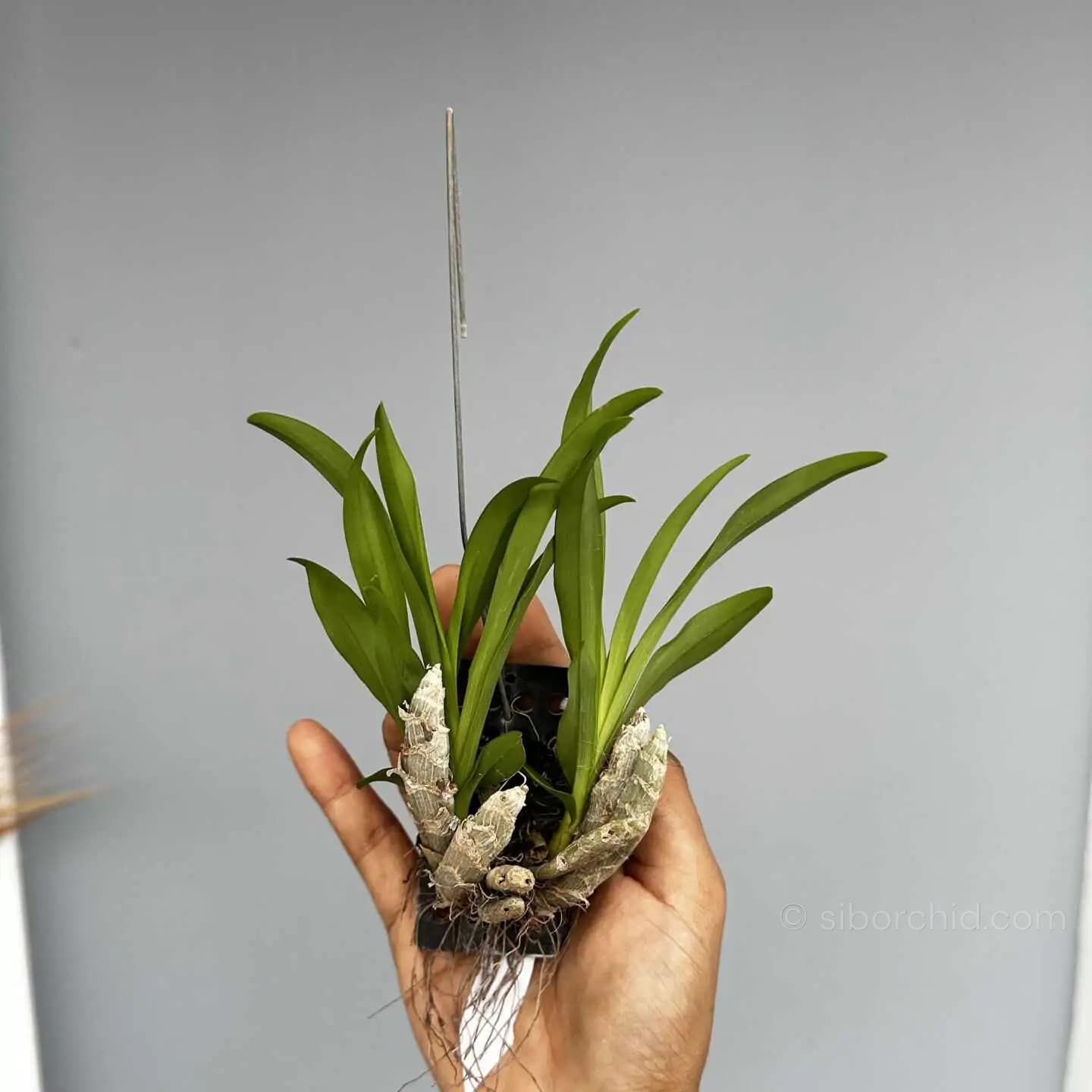 Eria obesa (Well Size) - eria obesa