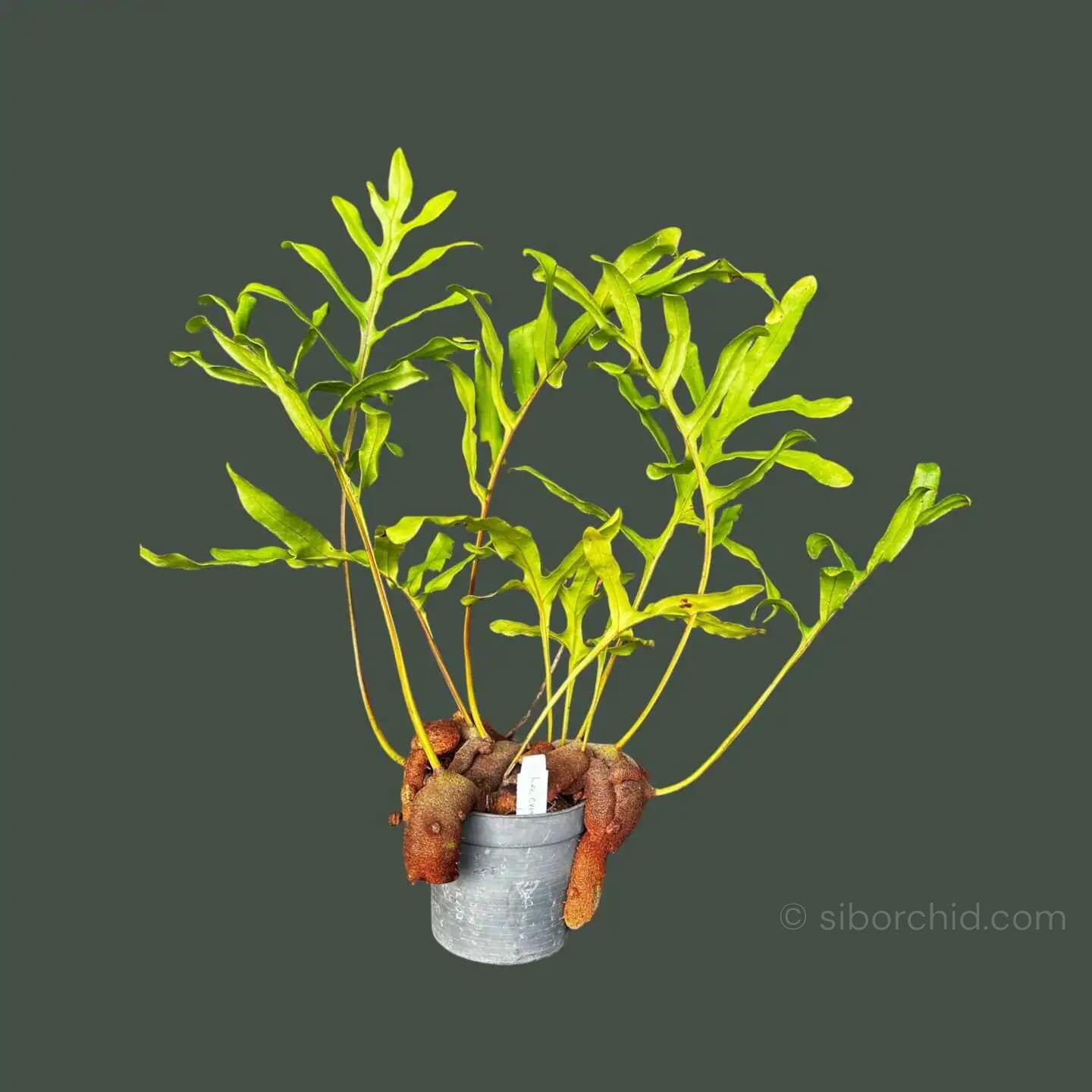 Lecanopteris sp. – Ant Fern (Rhizome Form) Large - Lecanopteris sp. – Ant Fern