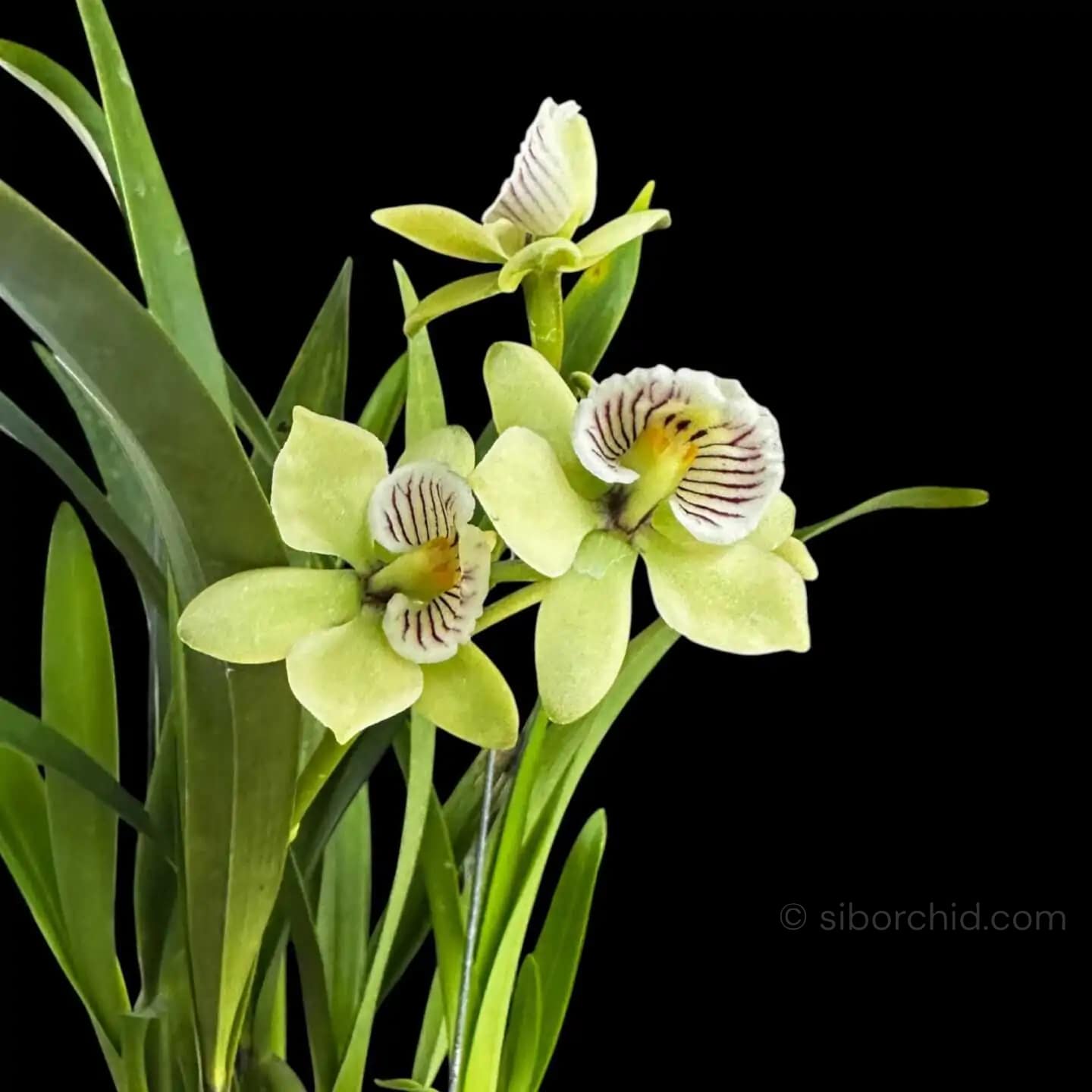 Prosthechea radiata (Encyclia radiata) - encyclia radiata