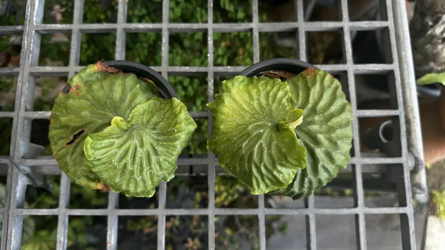 Platycerium madagascariense - Platycerium madagascariense