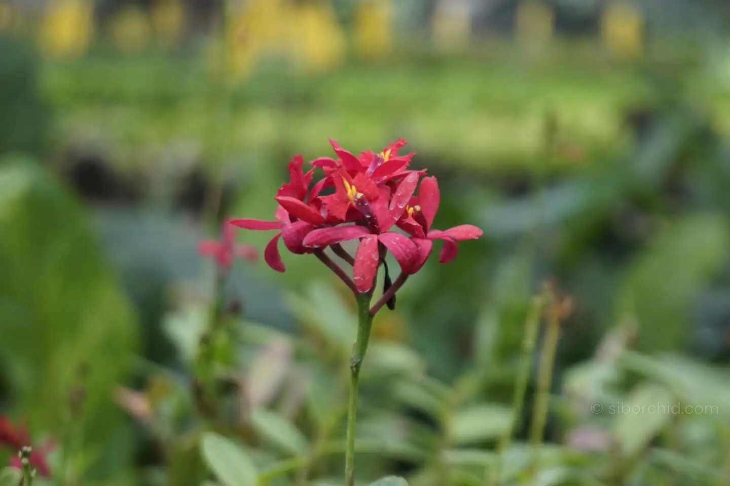 Epidendrum Hybrids Red - Epidendrum Hybrids Red