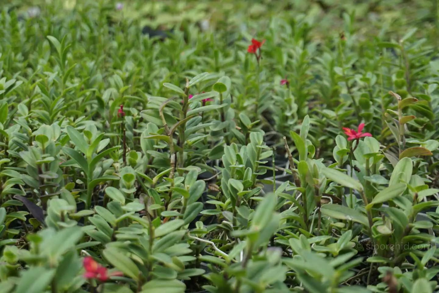 Epidendrum Hybrids Red - Epidendrum Hybrids Red