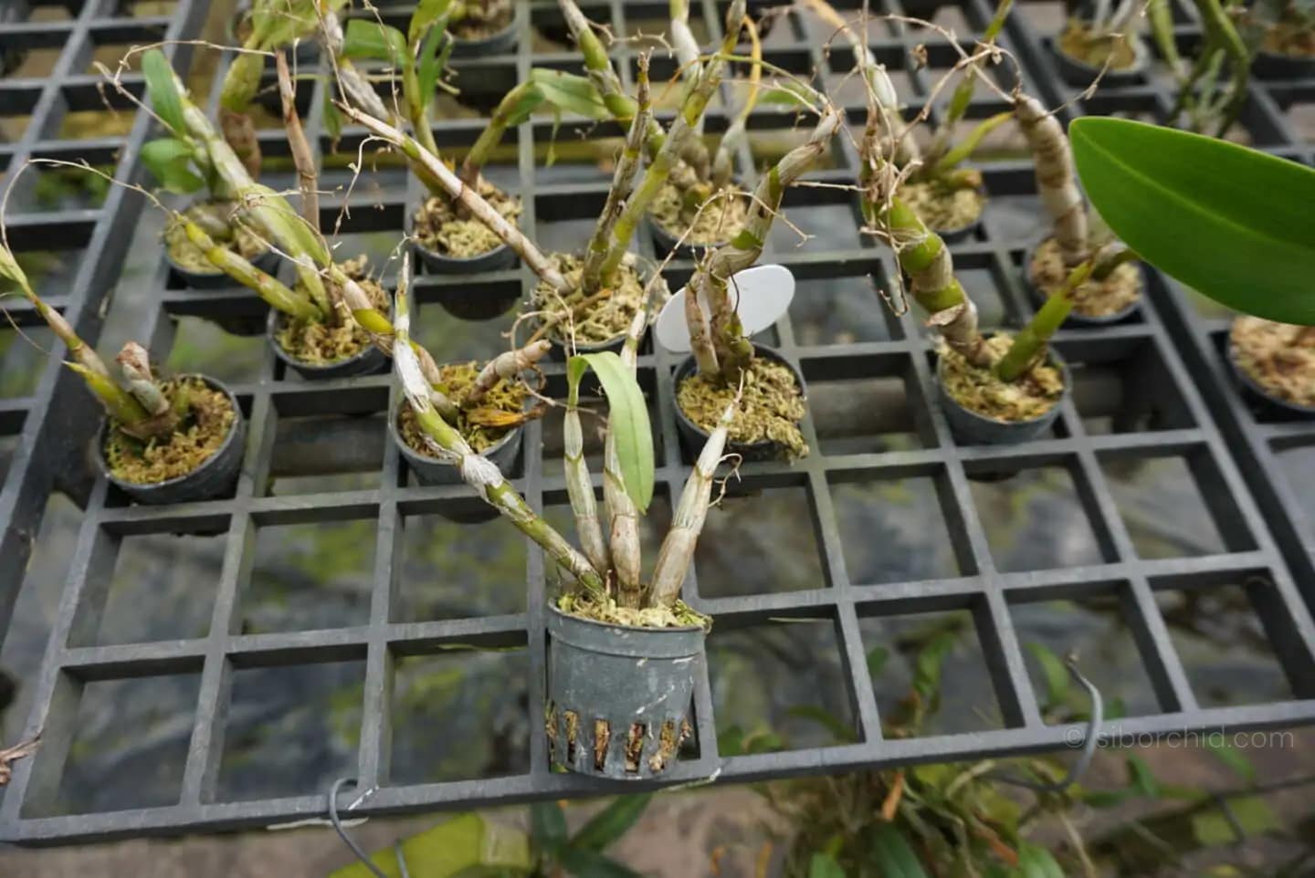 Dendrobium strongylanthum - Dendrobium strongylanthum - Image 2