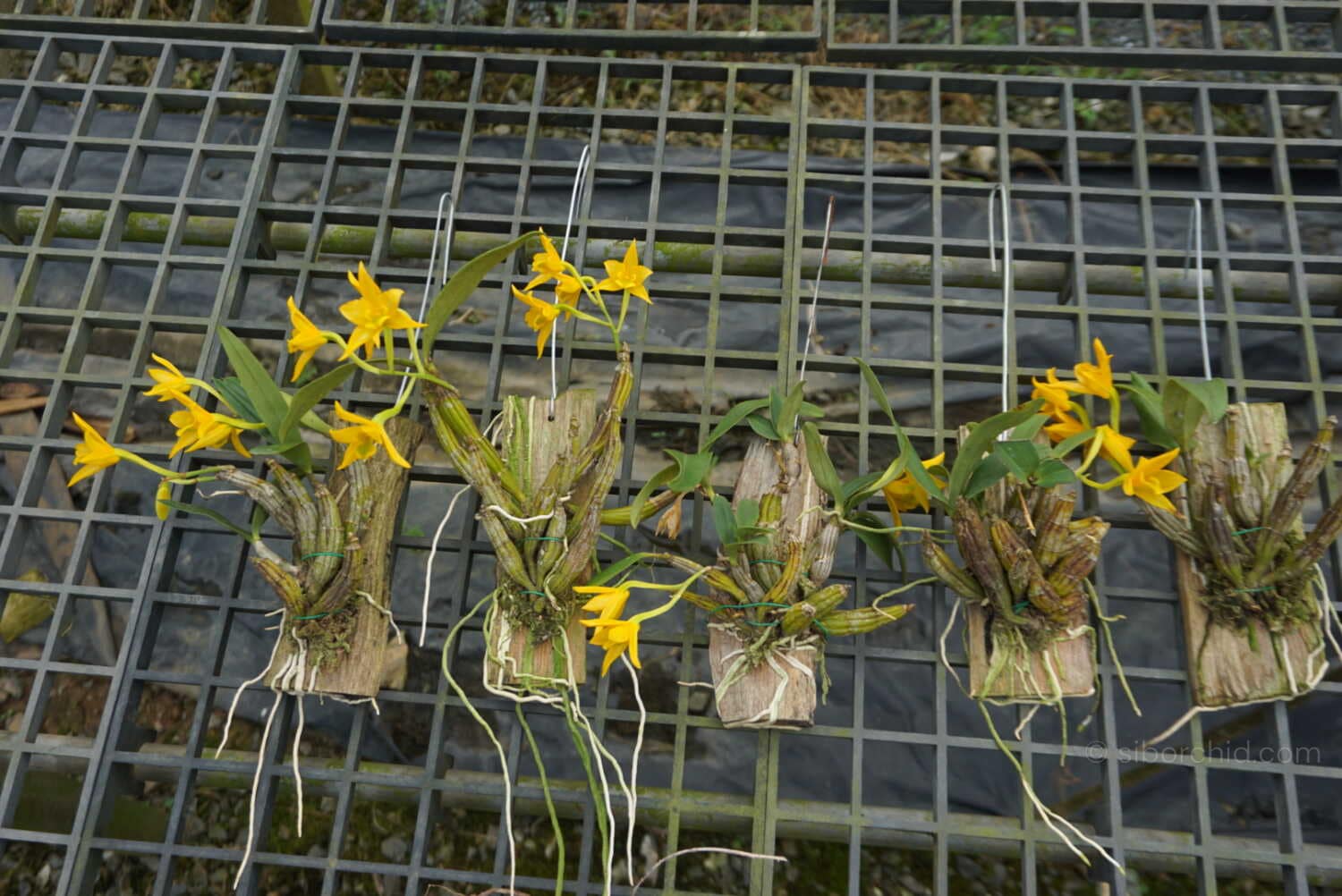 Dendrobium trigonopus (Well Plant) - dendrobium-trigonopus-blooming-size-mounted-plant.jpg
