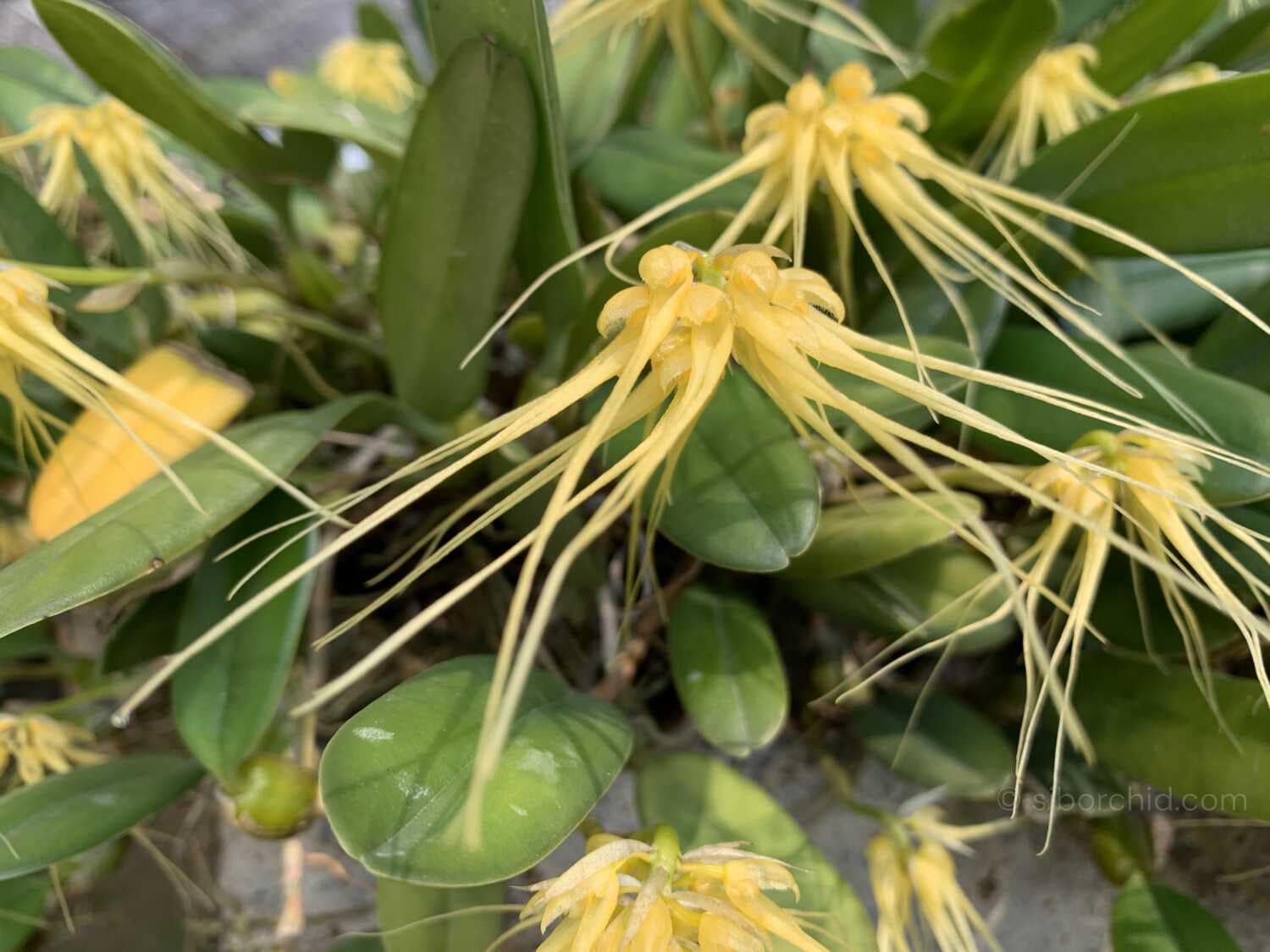 Bulbophyllum vaginatum - Bulbophyllum verginatum blooming size orchid with yellow green flowers
