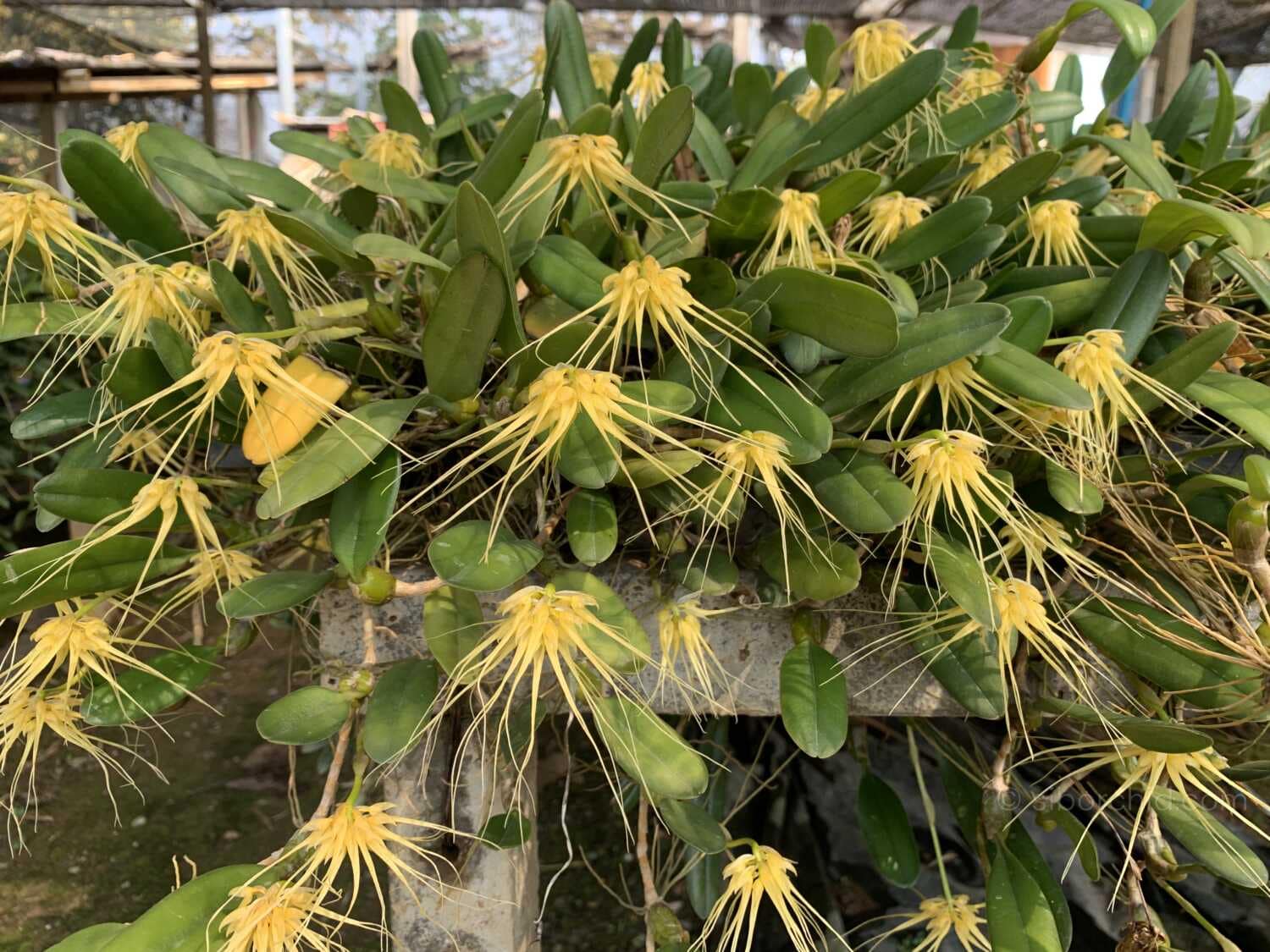 Bulbophyllum vaginatum - Bulbophyllum verginatum blooming size orchid with yellow green flowers