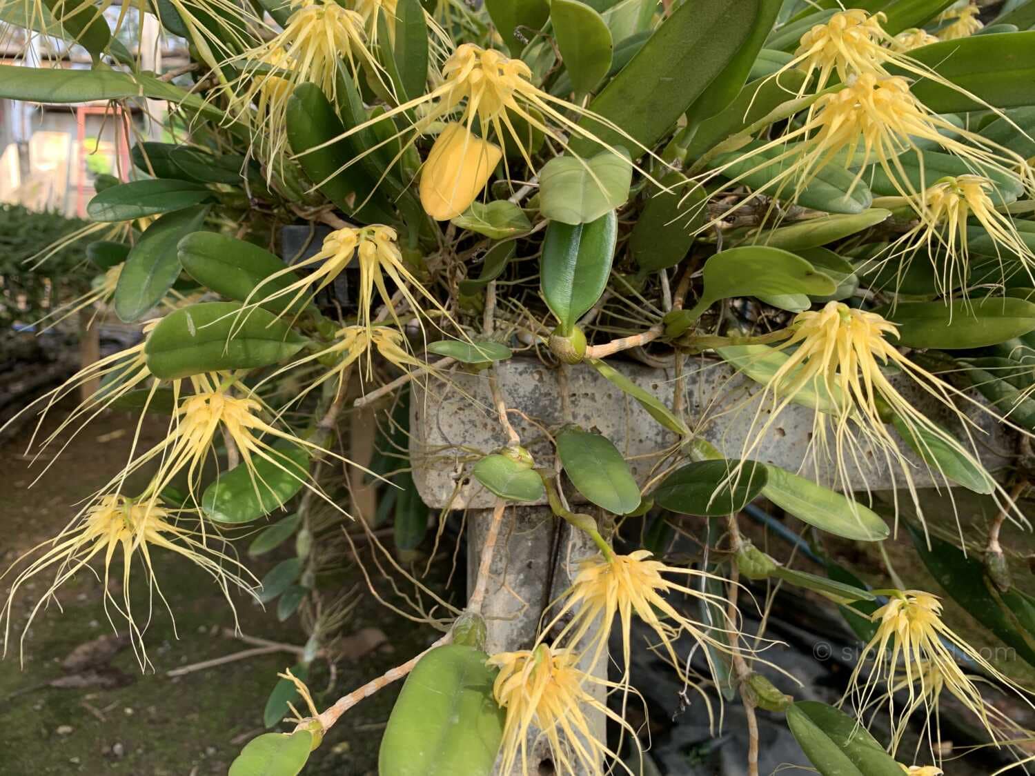 Bulbophyllum vaginatum - Bulbophyllum verginatum blooming size orchid with yellow green flowers