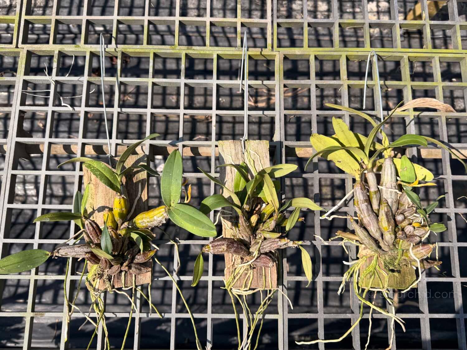 Dendrobium trigonopus (Well Plant) - Dendrobium trigonopus (Well Plant) - Image 2